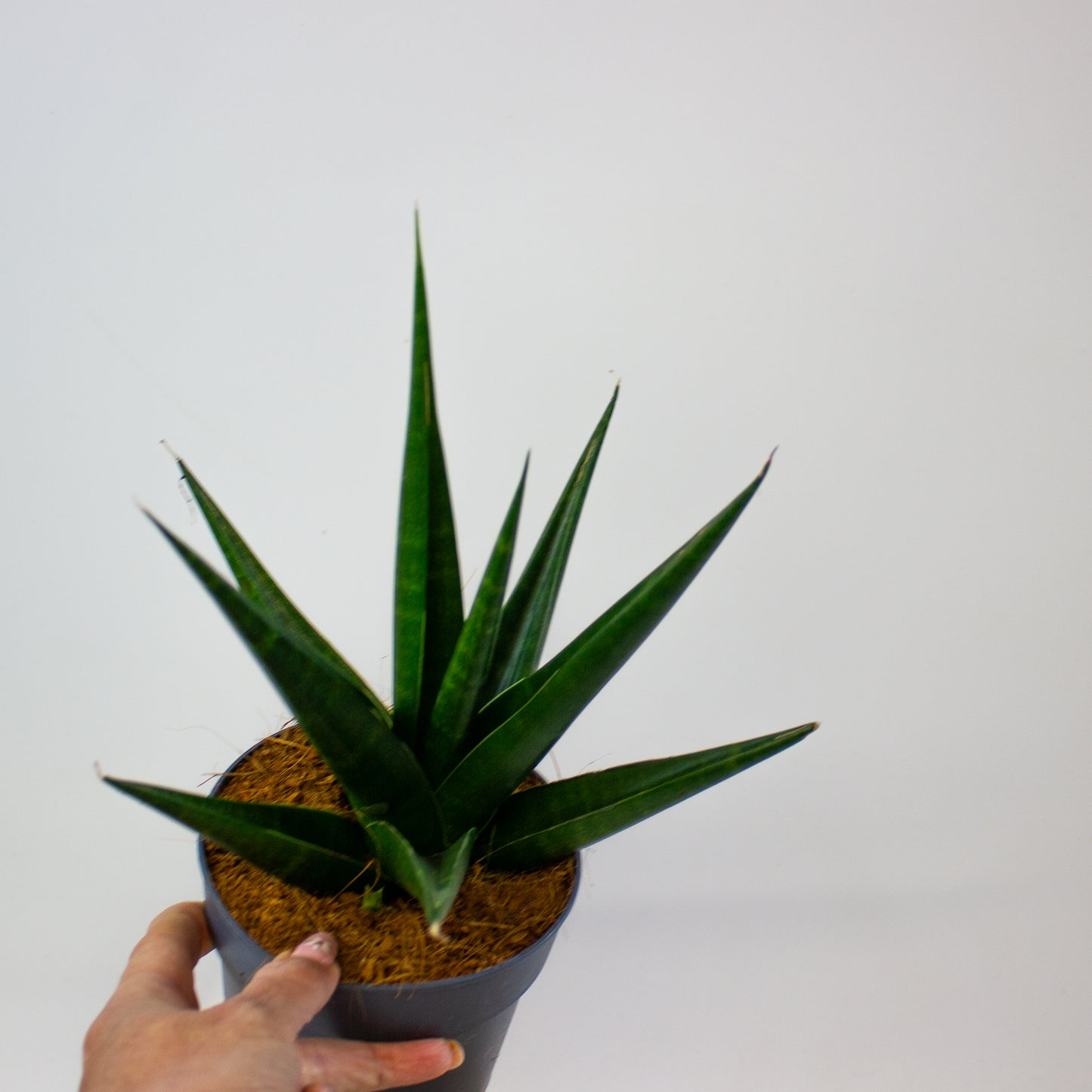 Sansevieria Dark Lady 12cm H20cm