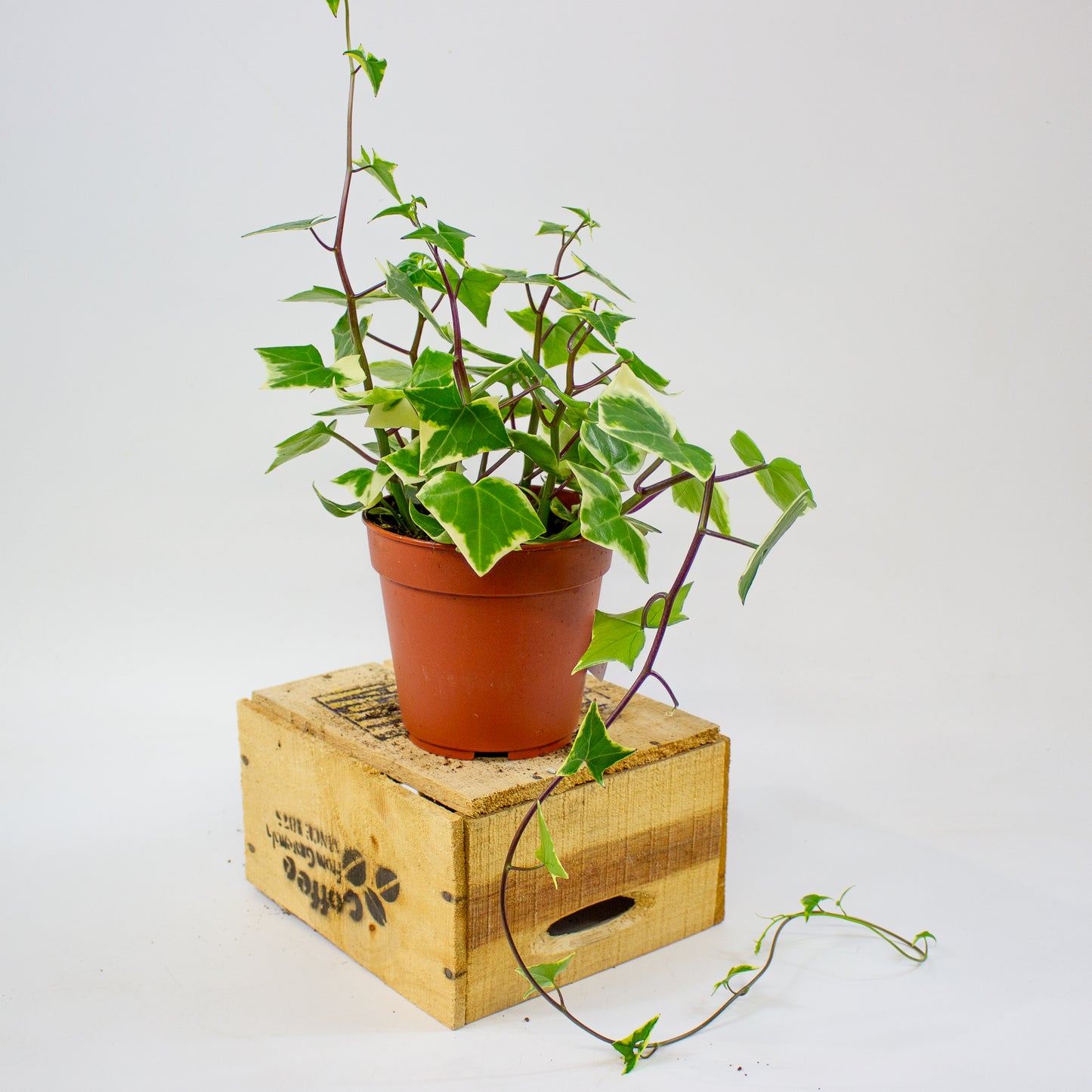 Senecio macroglossus Variegatus 12cm H15cm