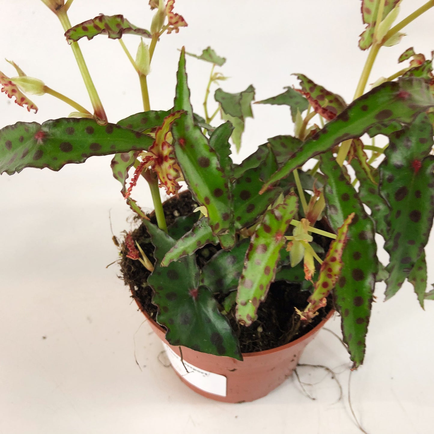 Begonia amphioxis 7