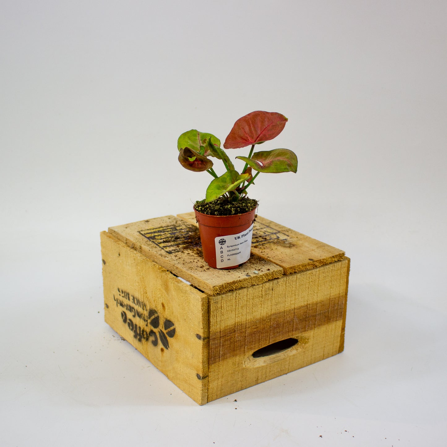 Syngonium New Dew 5.5cm H12cm