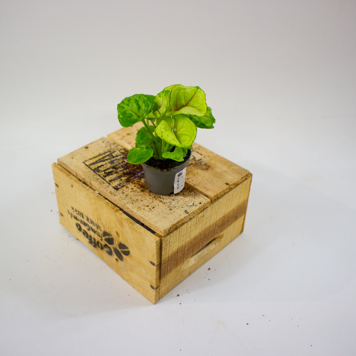 Syngonium SUNSHINE 6cm H15cm
