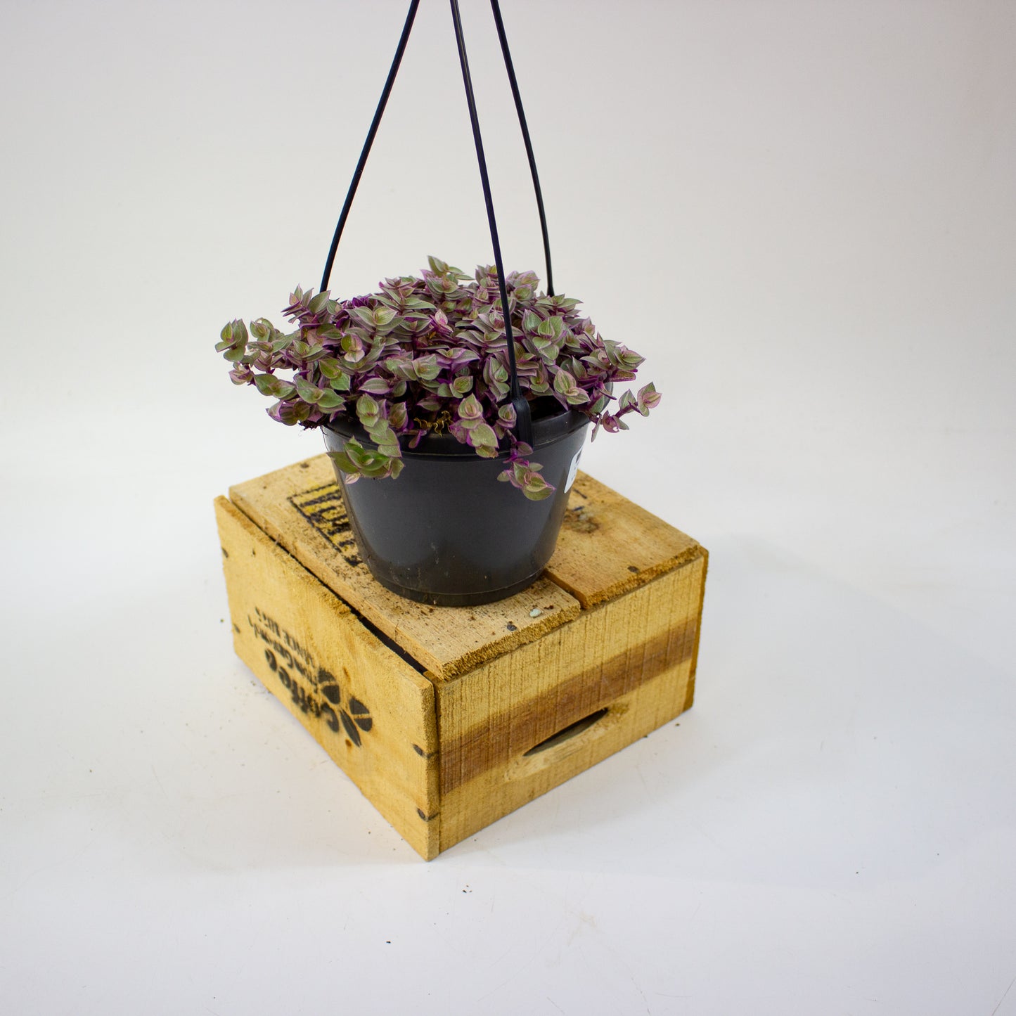 Tradescantia Pink Panther 14cm H10cm