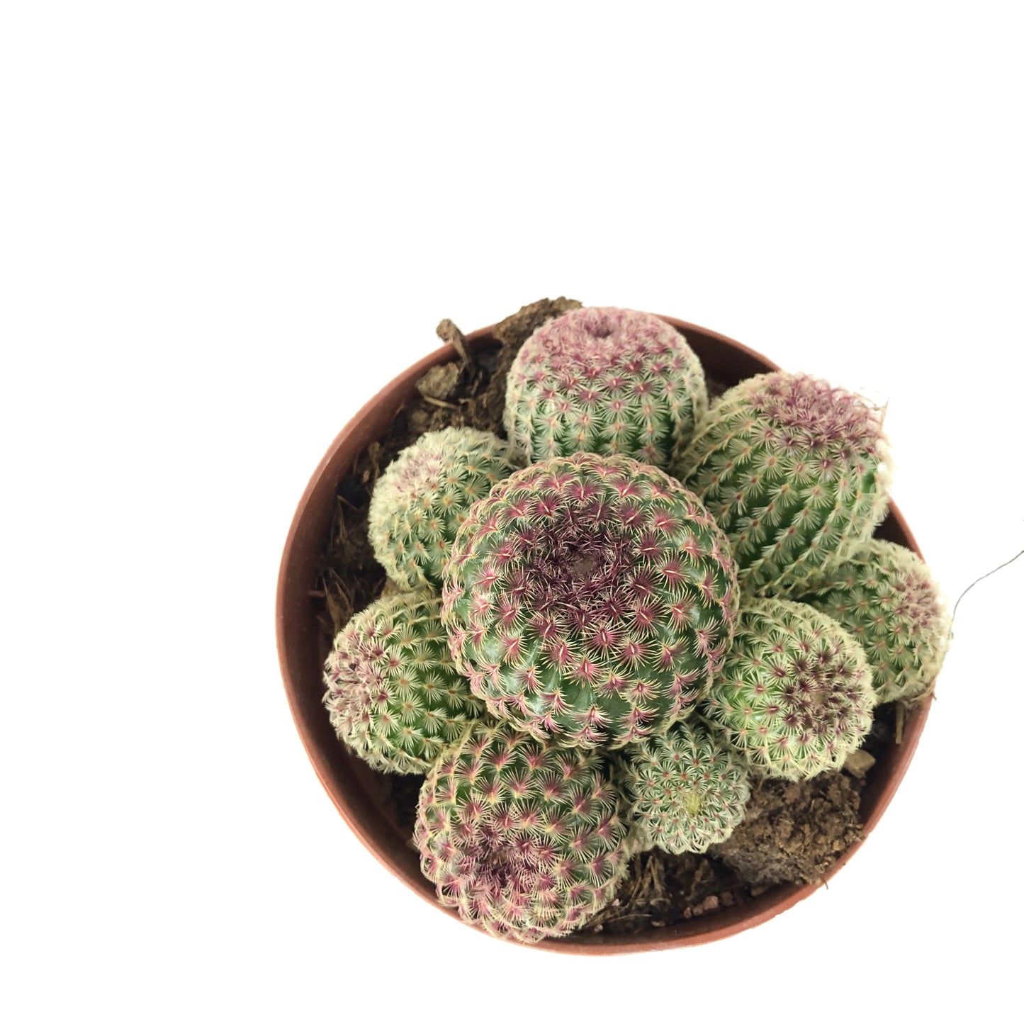 Echinocereus rigidissimus 12cm H20cm