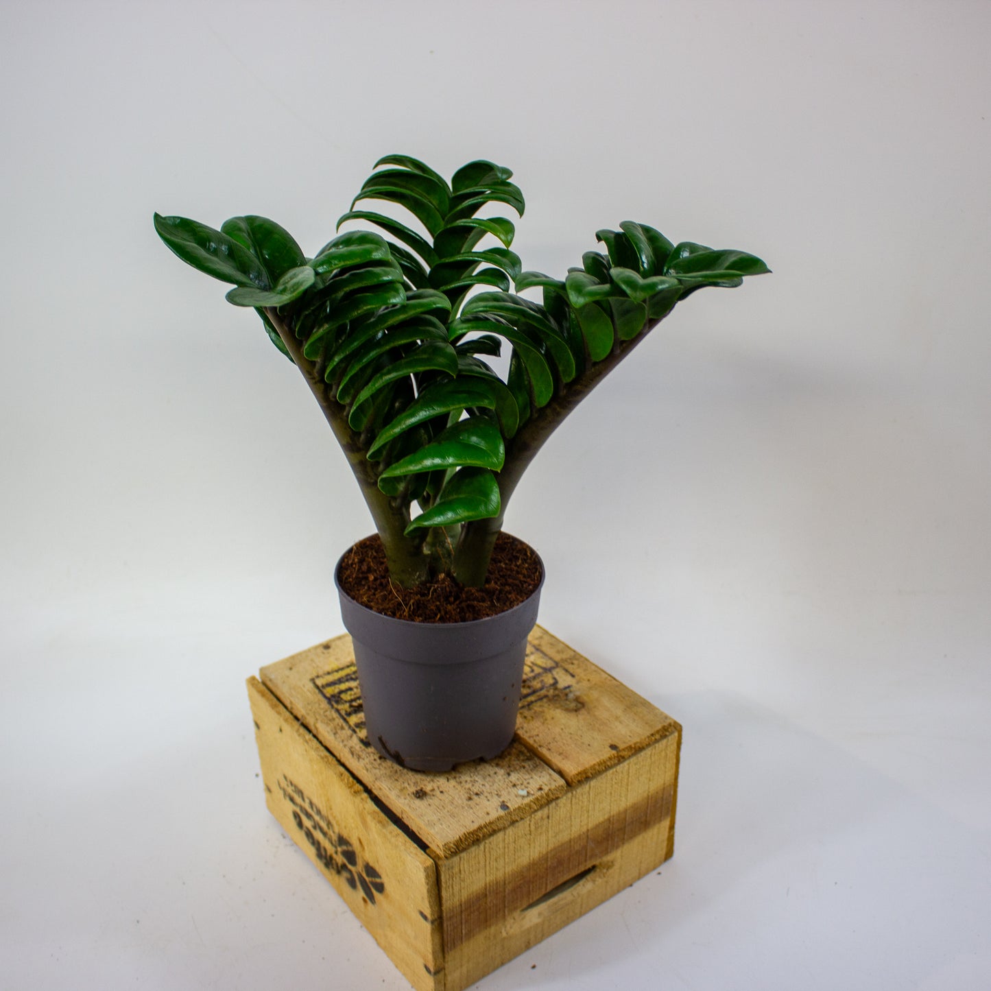 Zamioculcas zamiifolia ZENZI 11cm H35cm