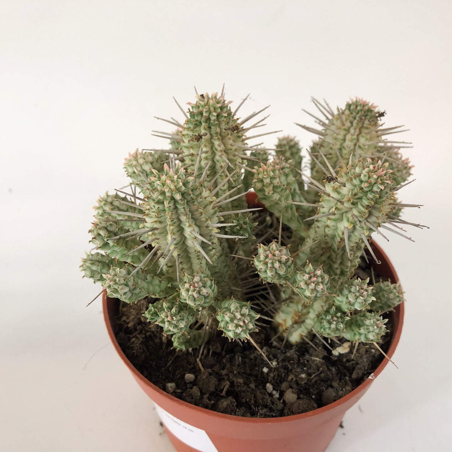 Euphorbia mammillaris `Variegata` 13cm H20cm