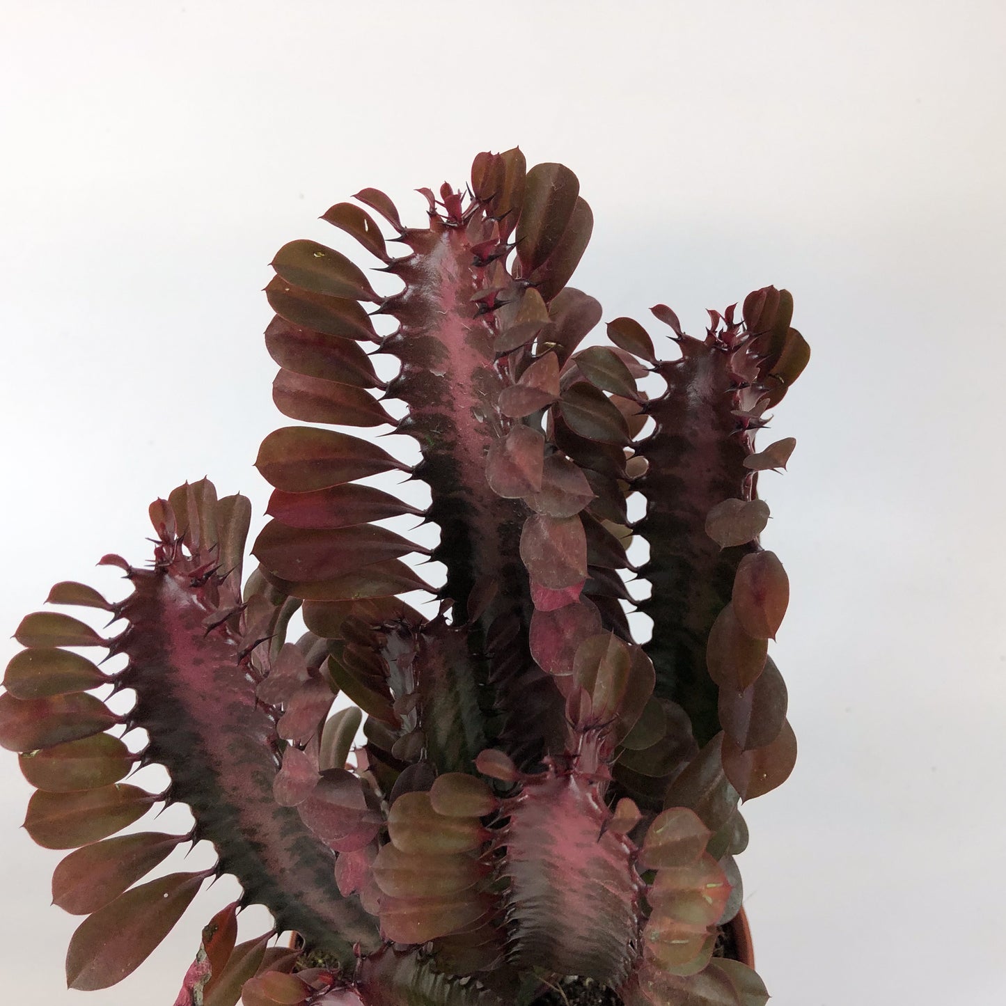 Euphorbia Trigona Rubra 13cm H18cm