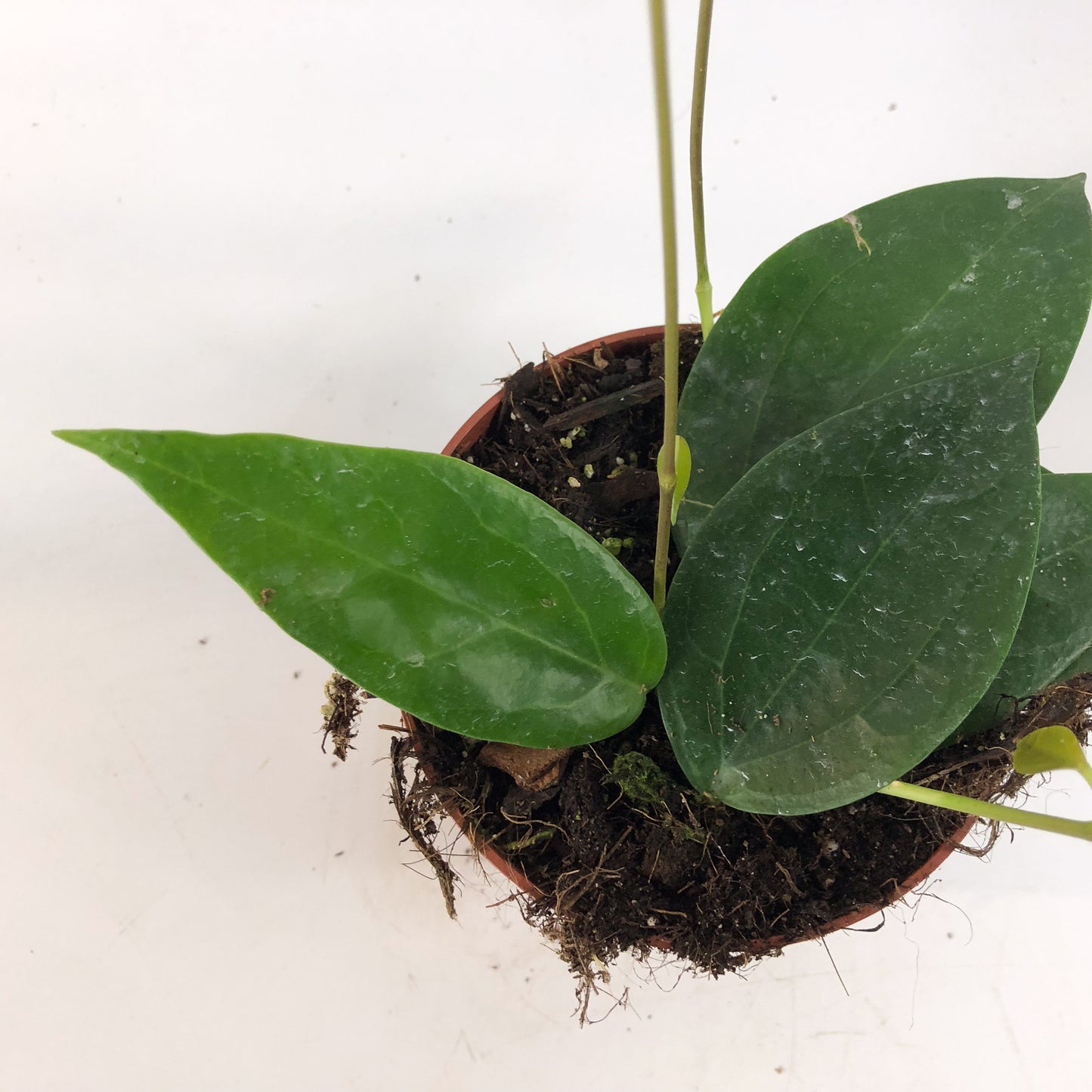 Hoya sp Timor 10.5cm H15cm