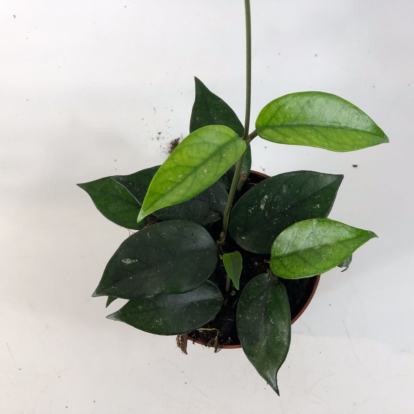 Hoya sp Vietnam 10.5cm H15cm