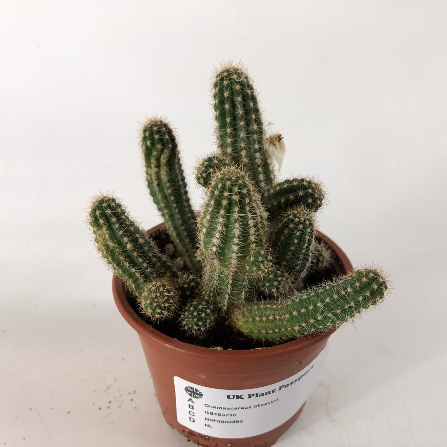 Chamaecereus Silvestrii 8.5cm H18cm