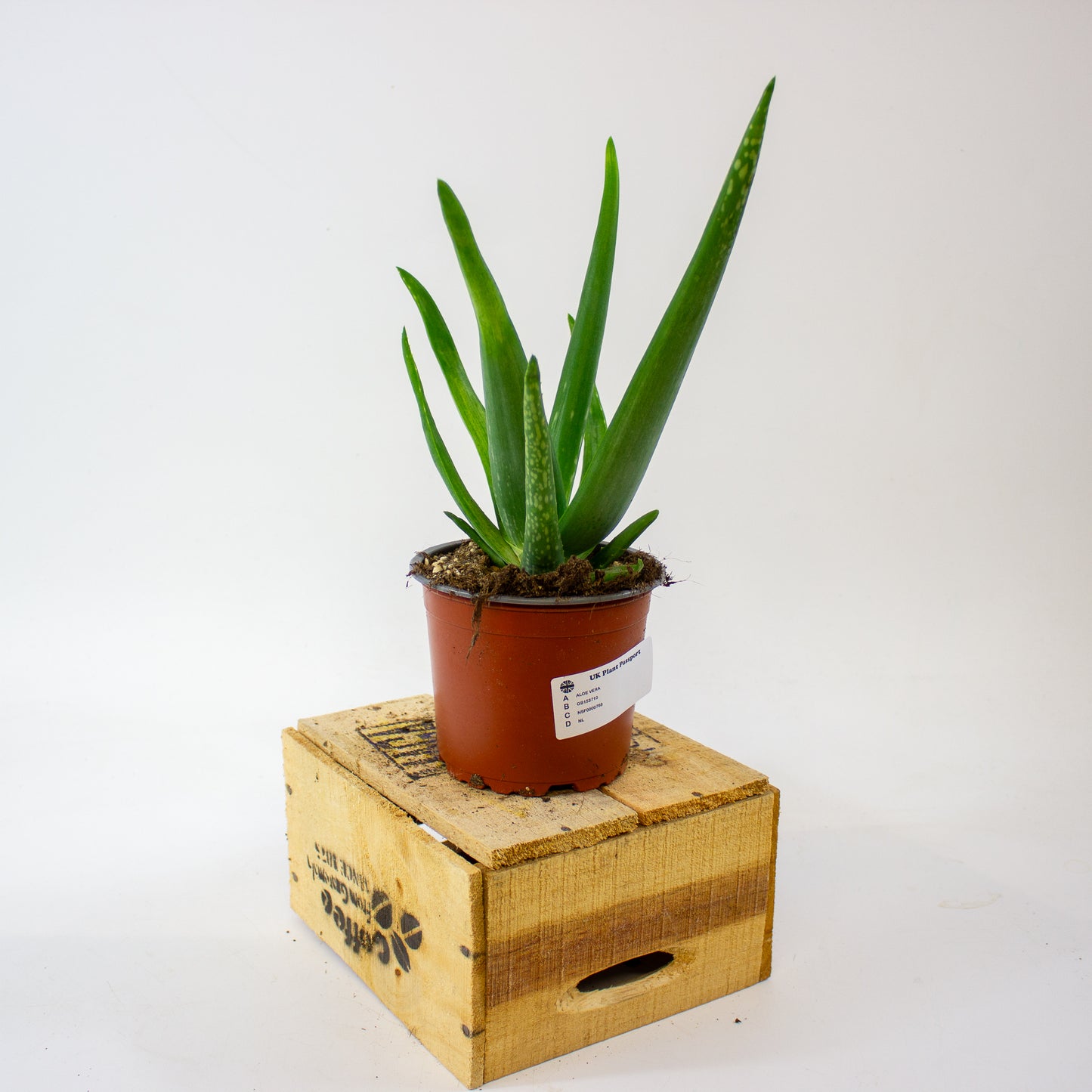 ALOE VERA 12cm H40cm
