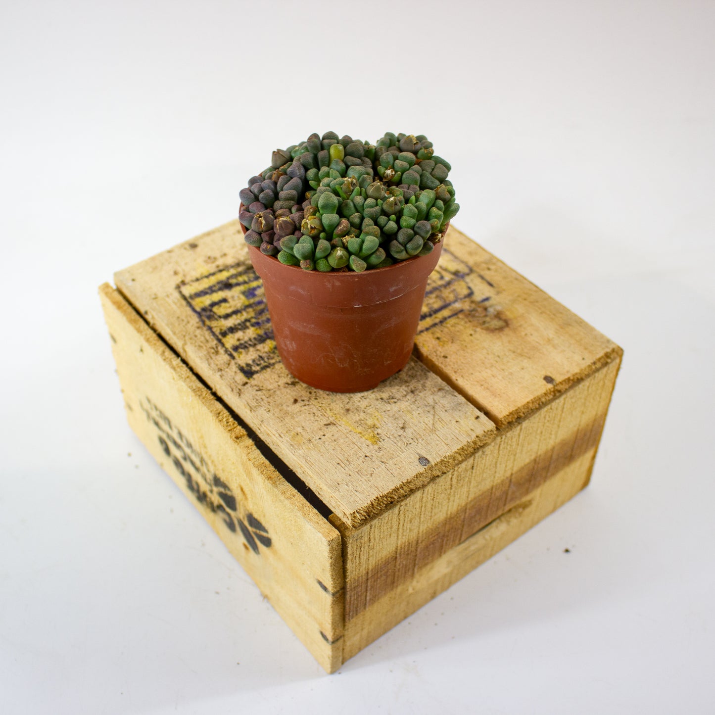 Aloinopsis schooneesii 8.5cm H15cm