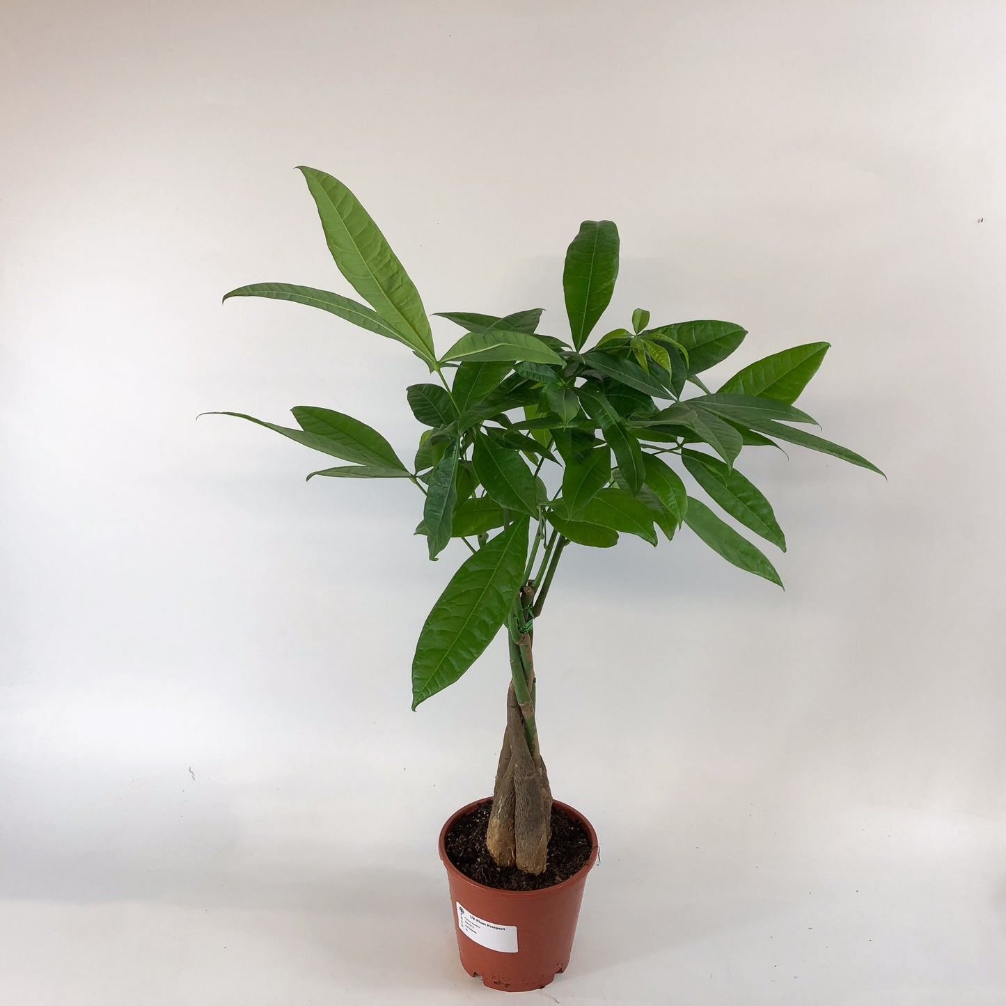 Pachira aquatica 14cm H65cm