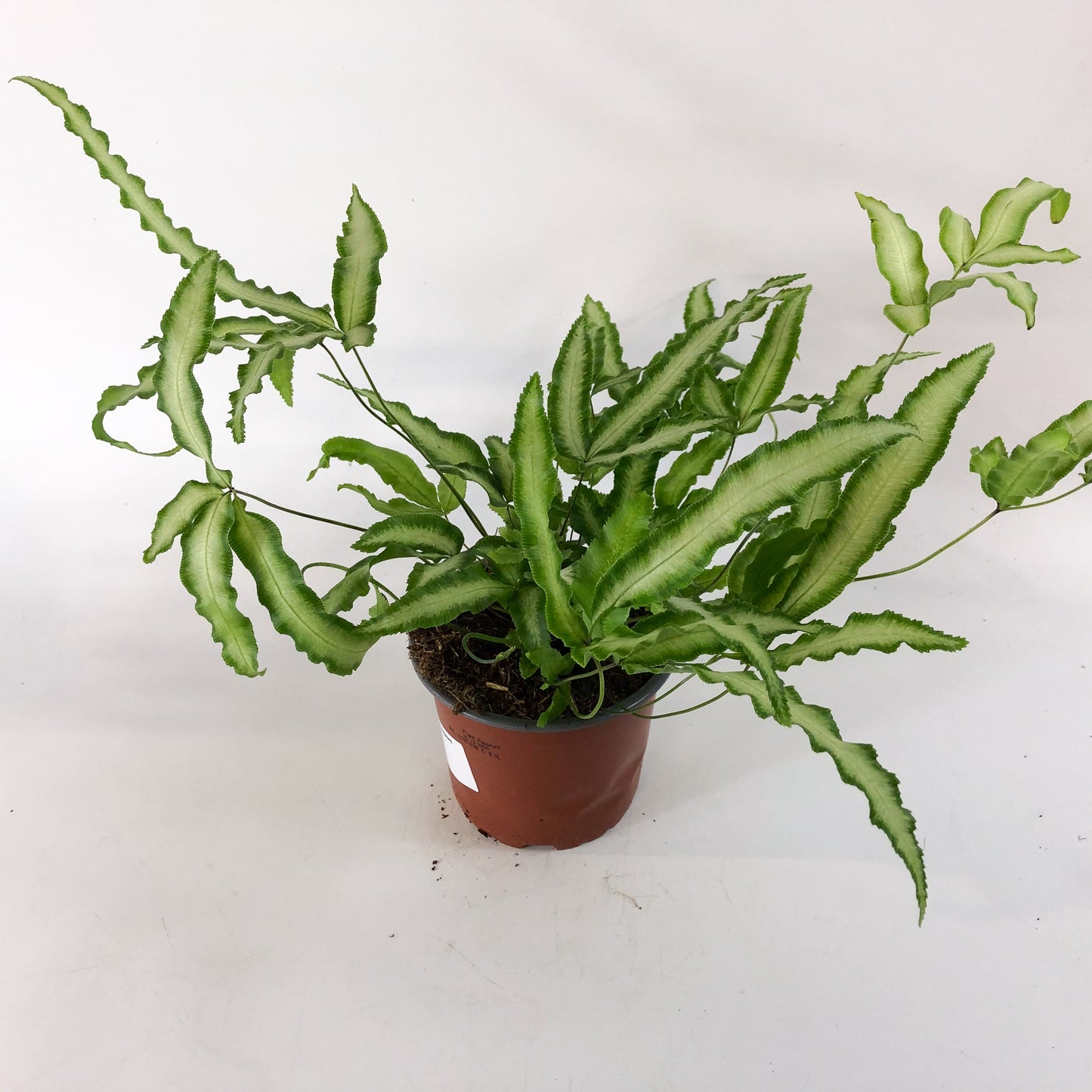 Pteris Albolineata 12cm H35cm