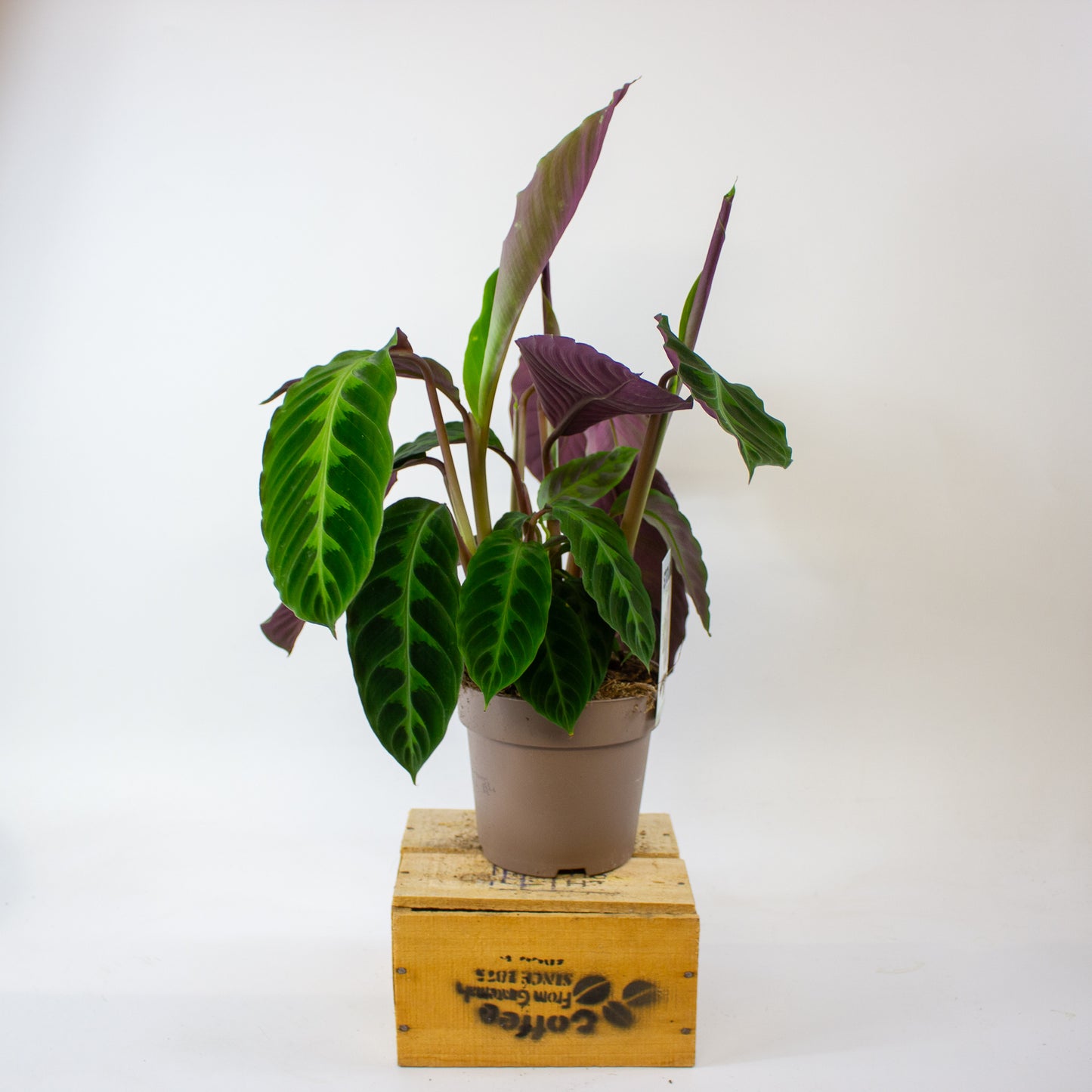 Calathea warscewiczii 14cm H50cm