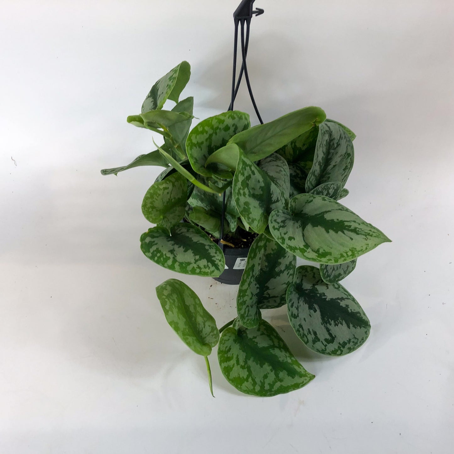 Scindapsus Trebie 14cm H45cm