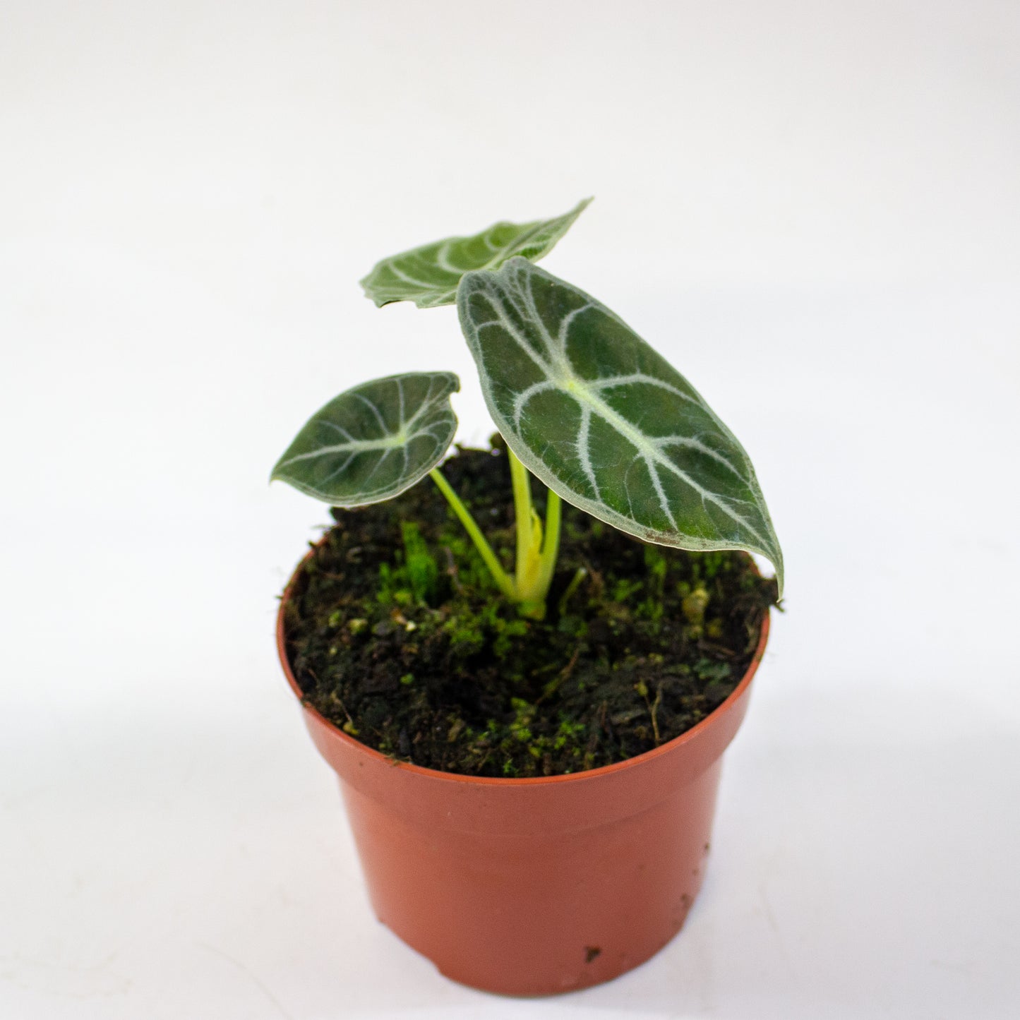 Alocasia 'Watsoniana' 7