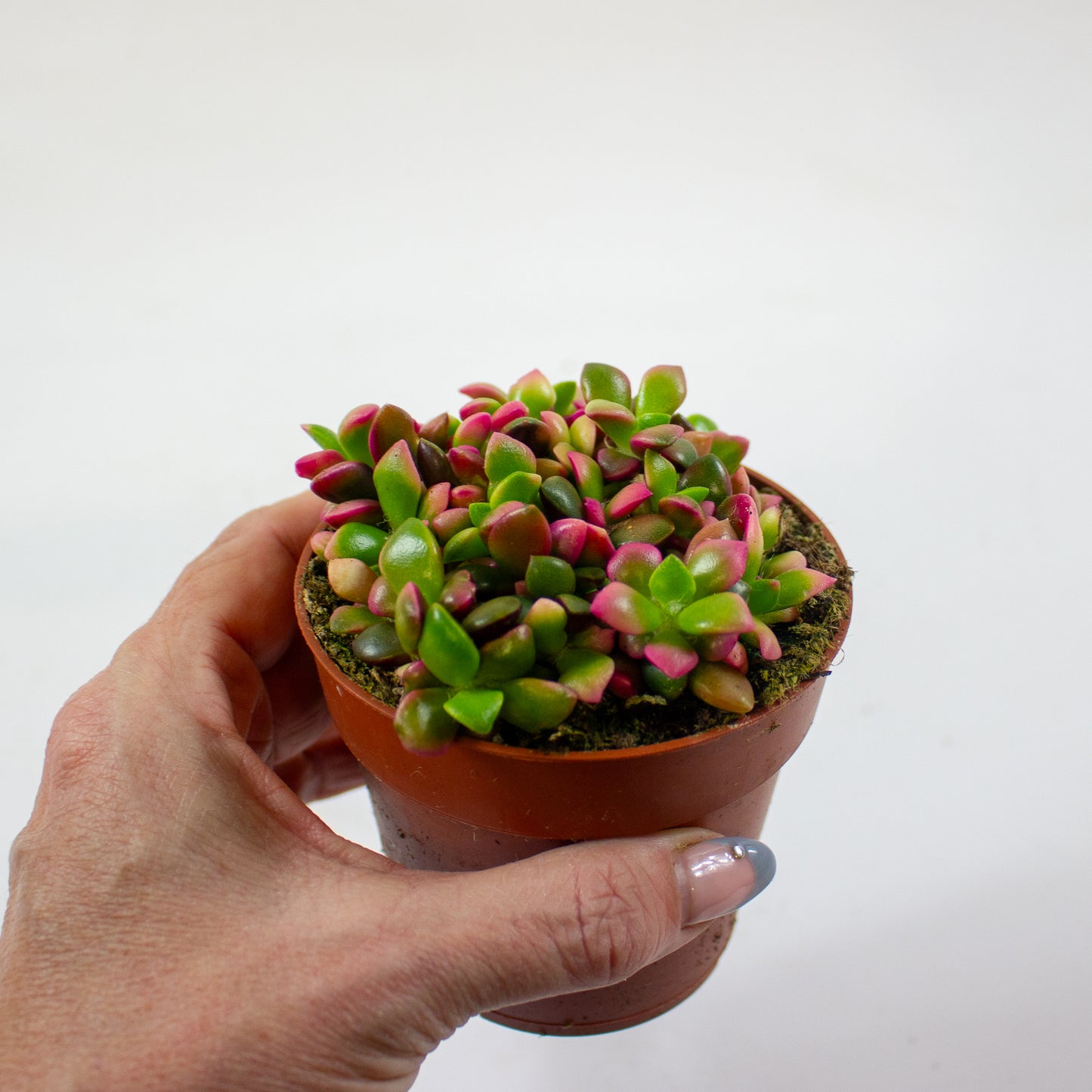 Anacampseros Sunrise 8.5cm H10cm