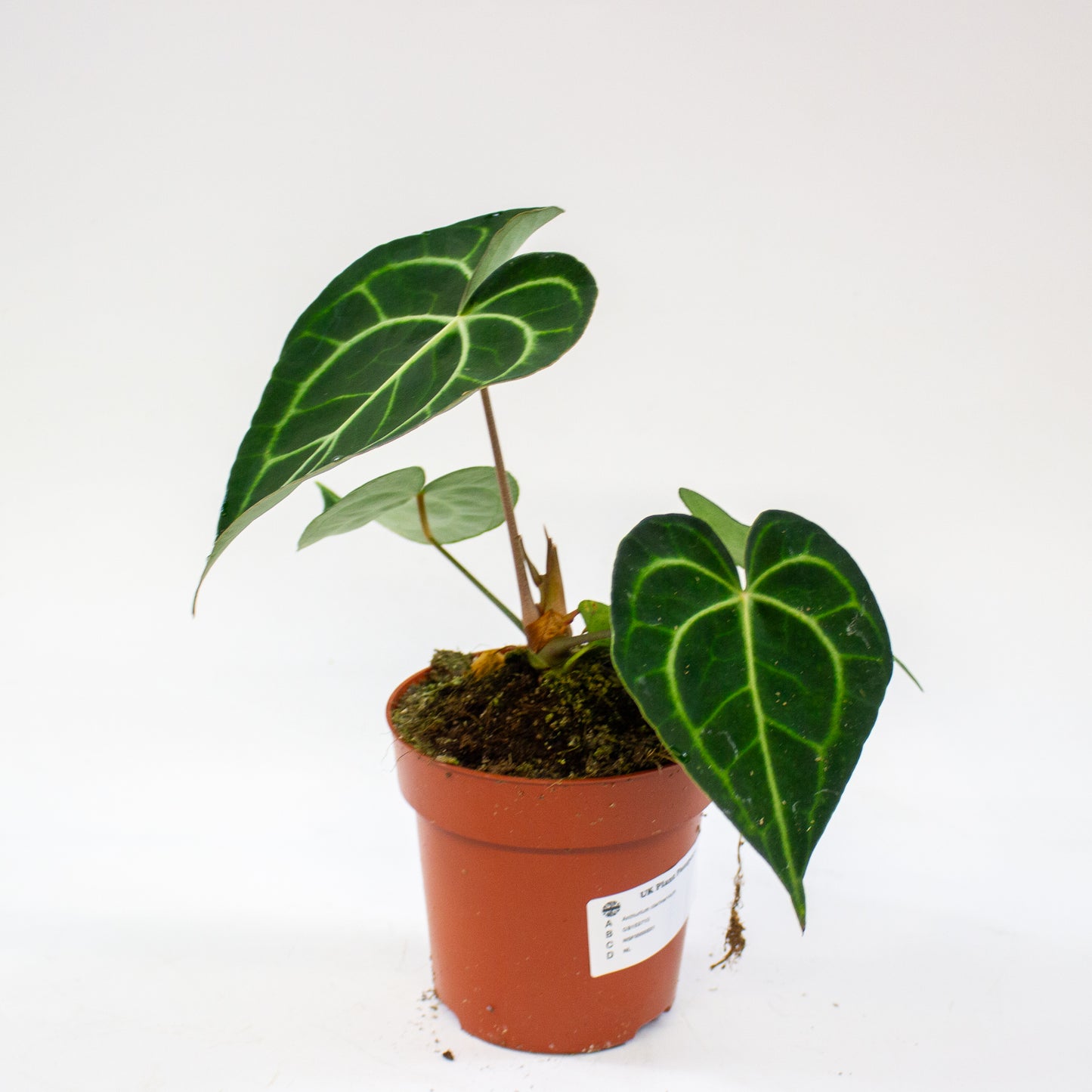 Anthurium clarinervium 12cm H35cm
