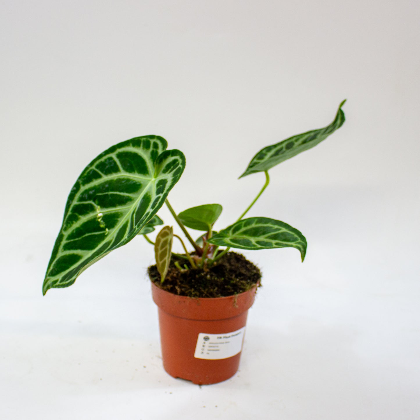 Anthurium Silver Blush 12cm H25cm