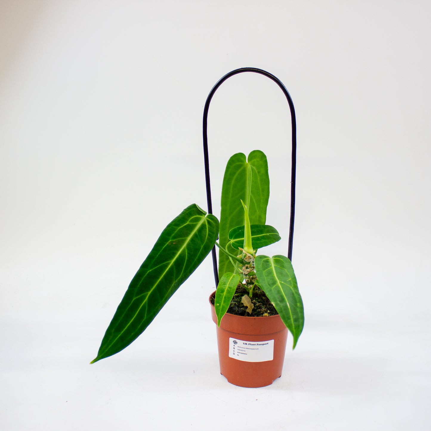 Anthurium Warocqueanum 12cm H45cm