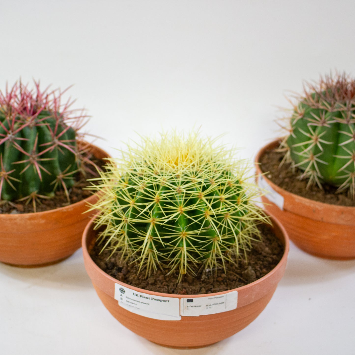 Echinocactus grusonii 19cm H20cm