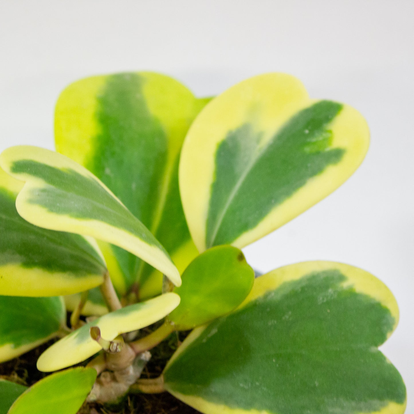 Hoya kerrii Albomarginata 12cm H20cm