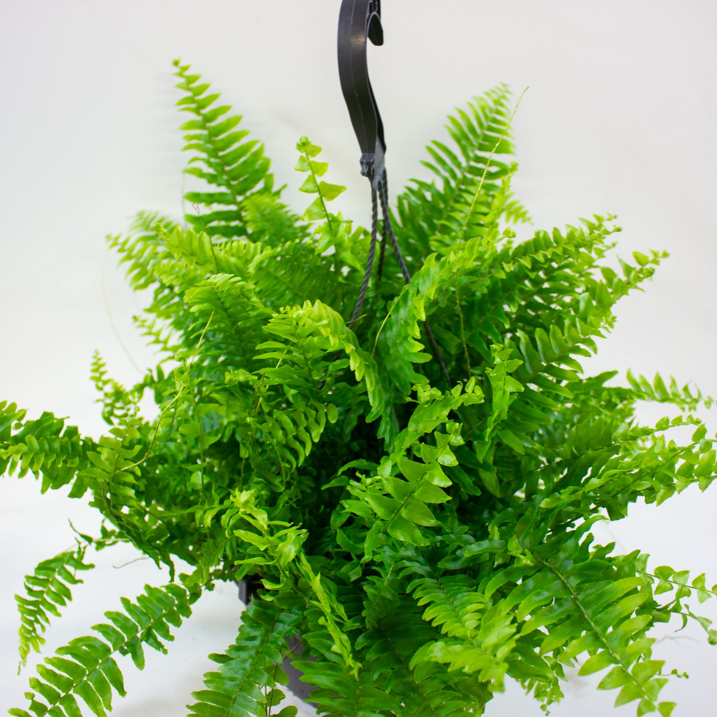 Nephrolepis Green Moment 5
