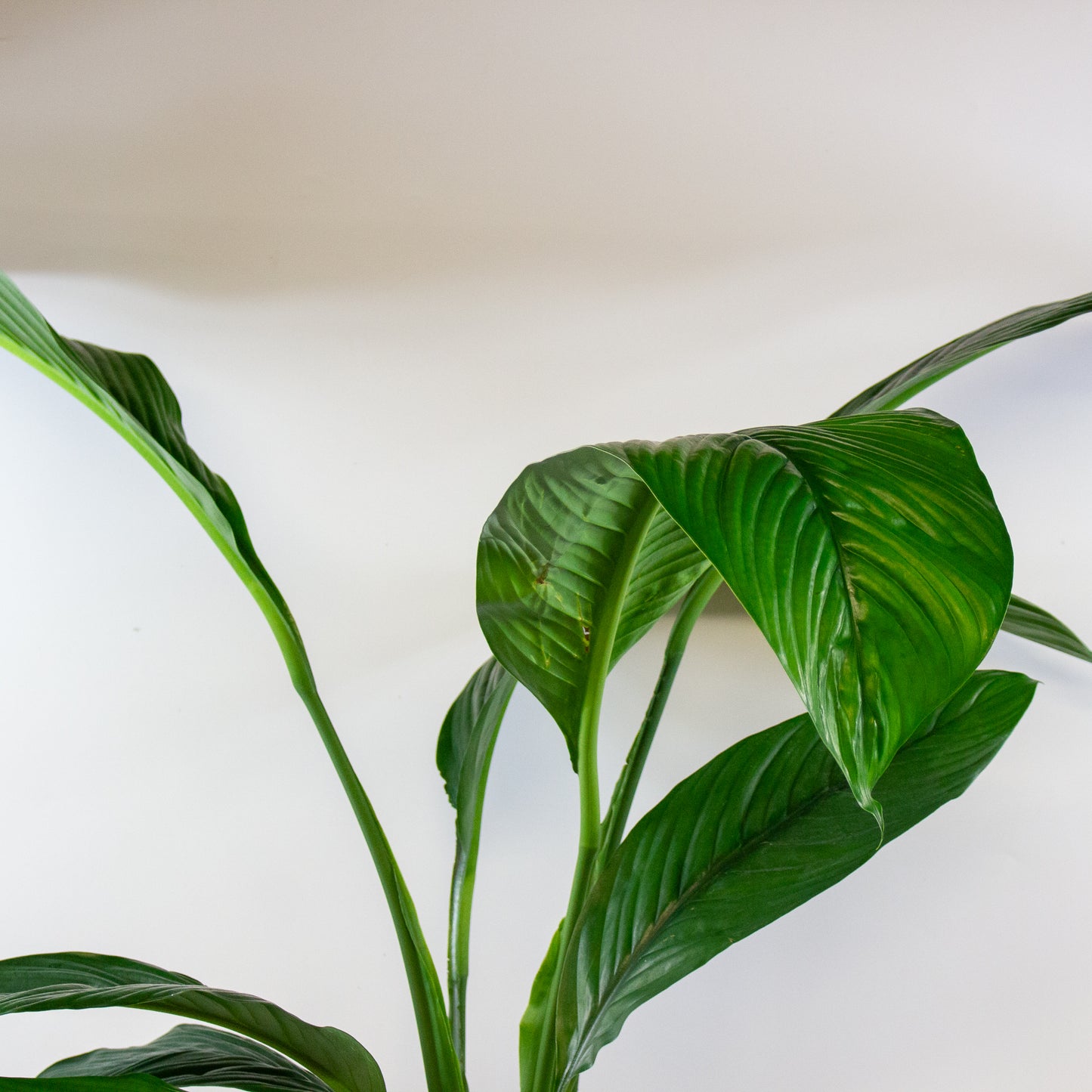 Spathiphyllum Sensation 7