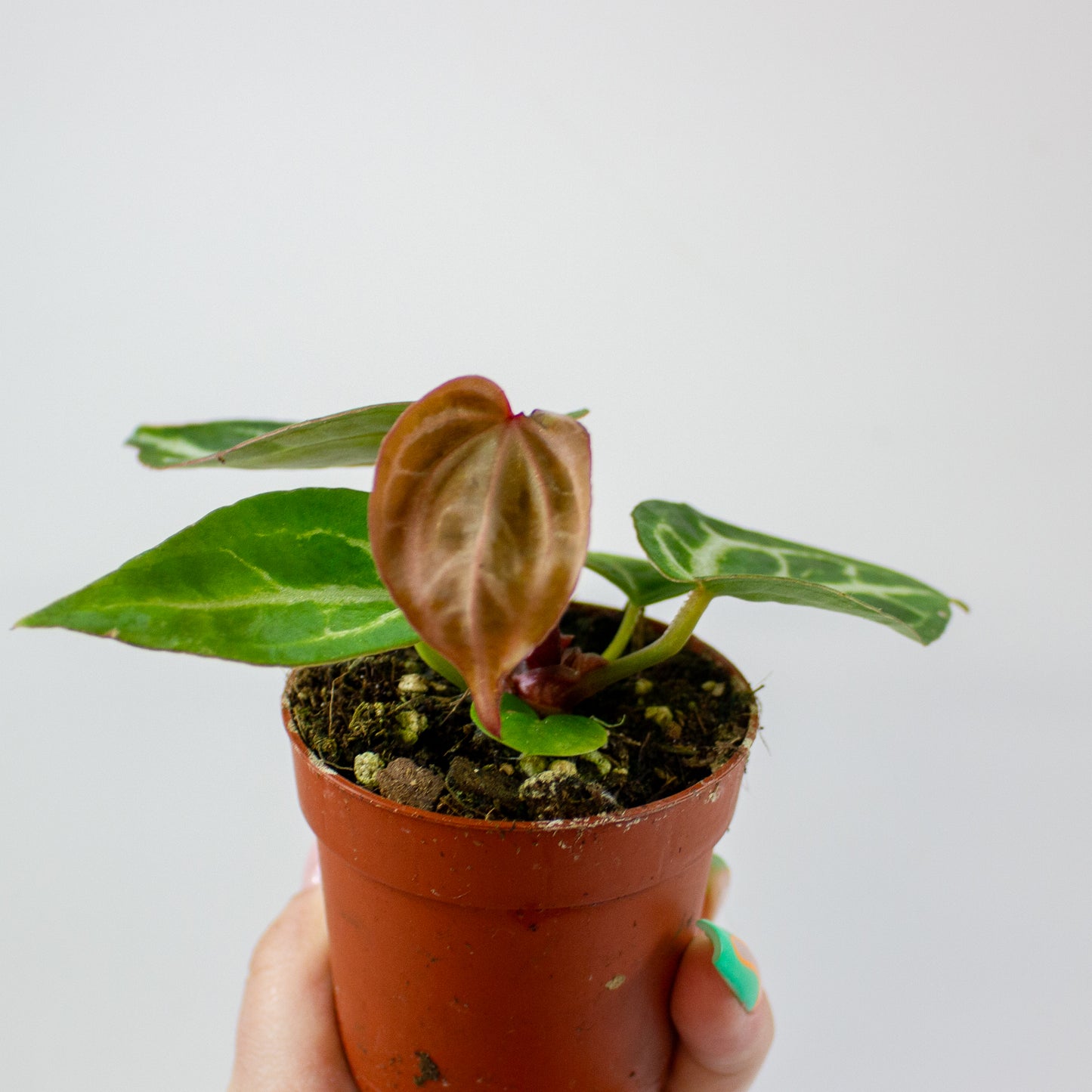 Anthurium Silver Blush MINT x Michelle 5