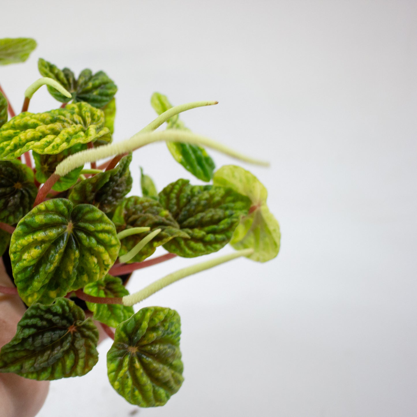 Peperomia Candora Monet 4