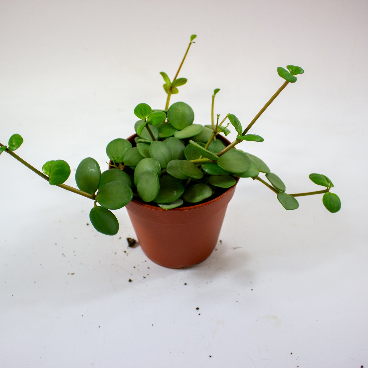 Peperomia 'Hope' 5