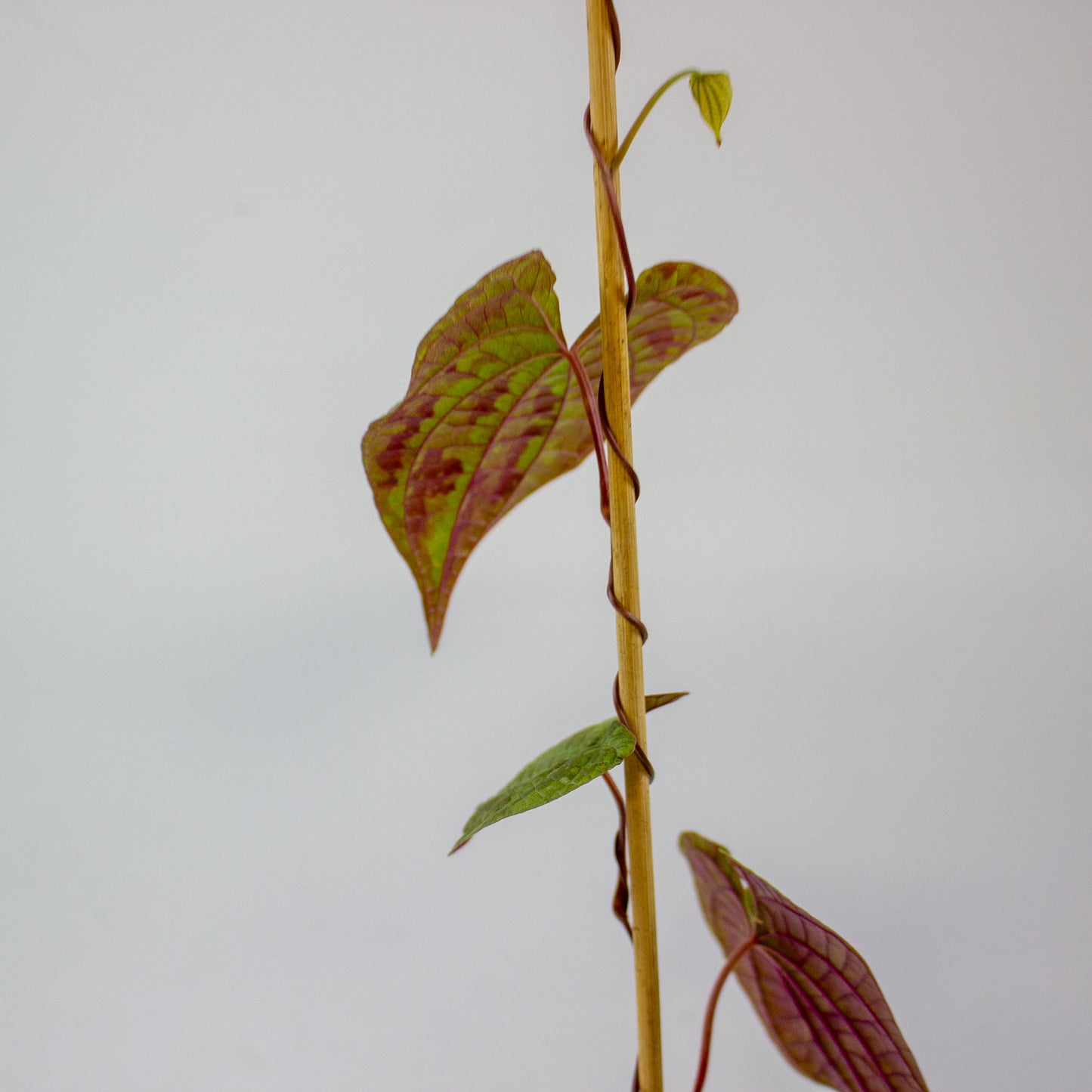 Dioscorea discolor 8