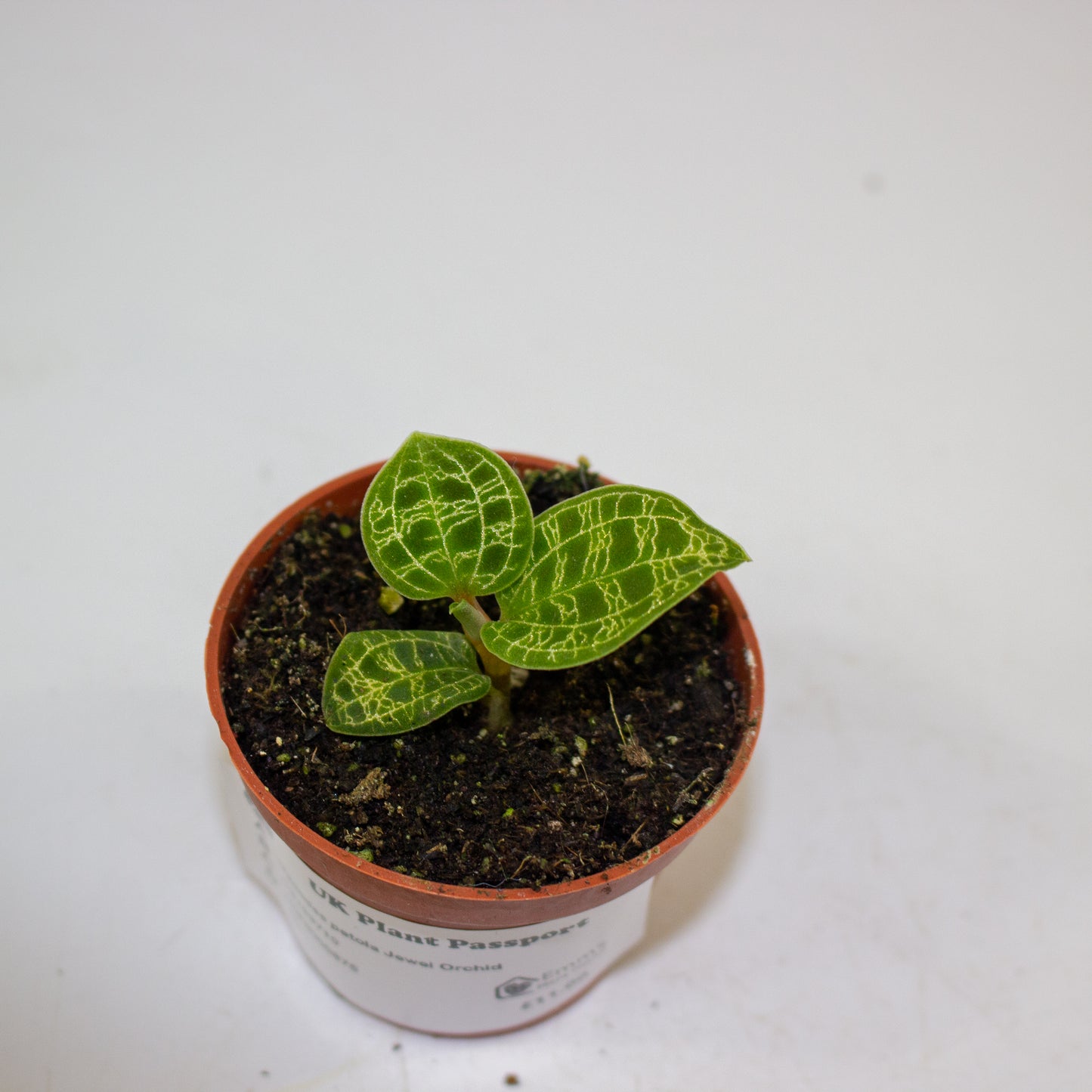 Macodes petola Jewel Orchid 5