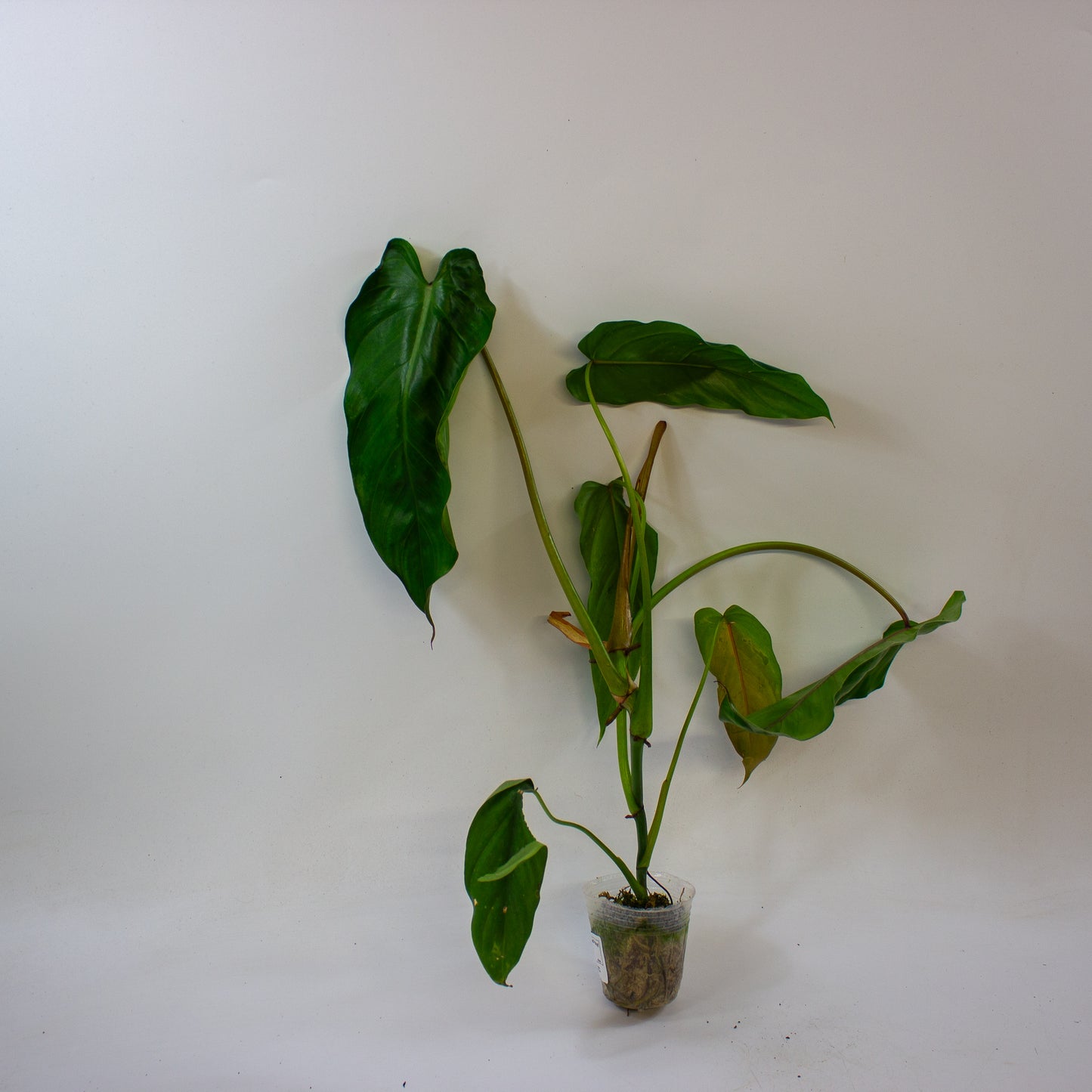 Philodendron dolichogynium 9
