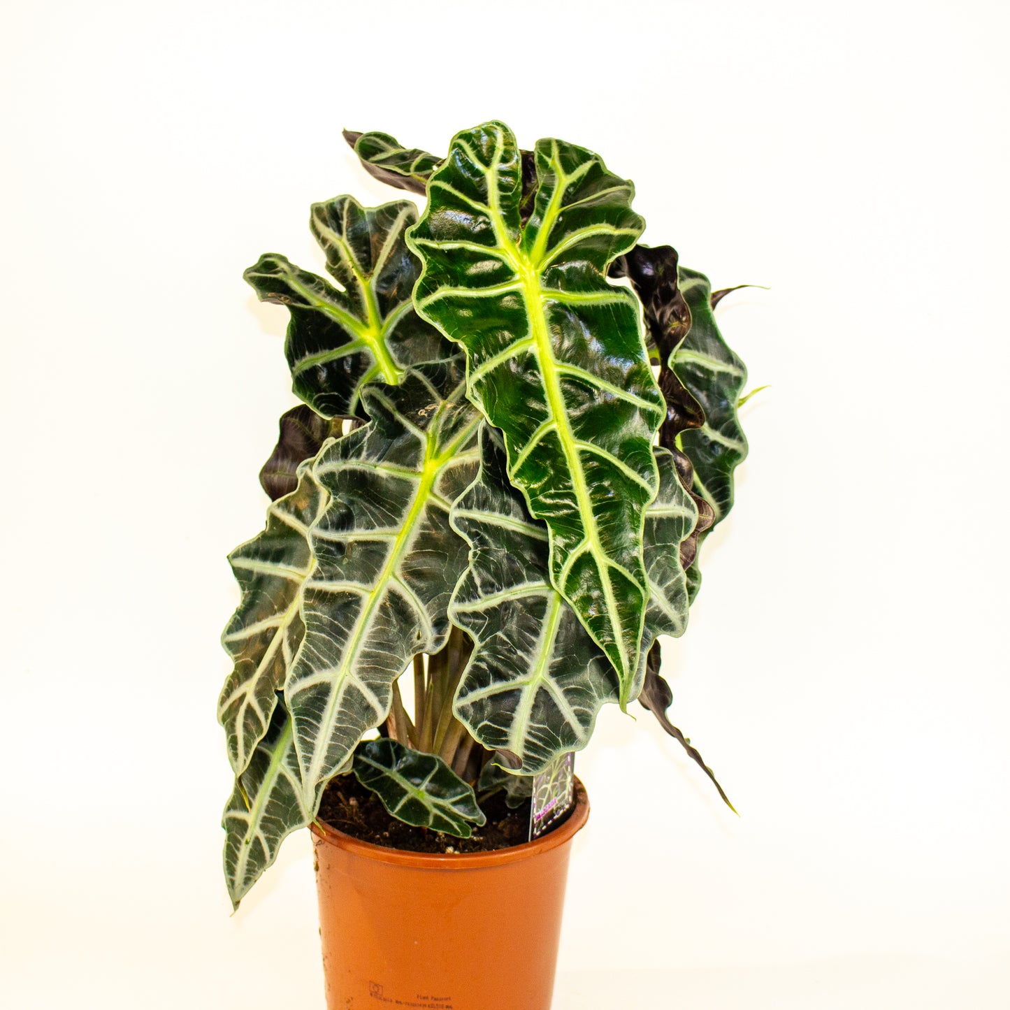 Alocasia Polly 17cm H50cm