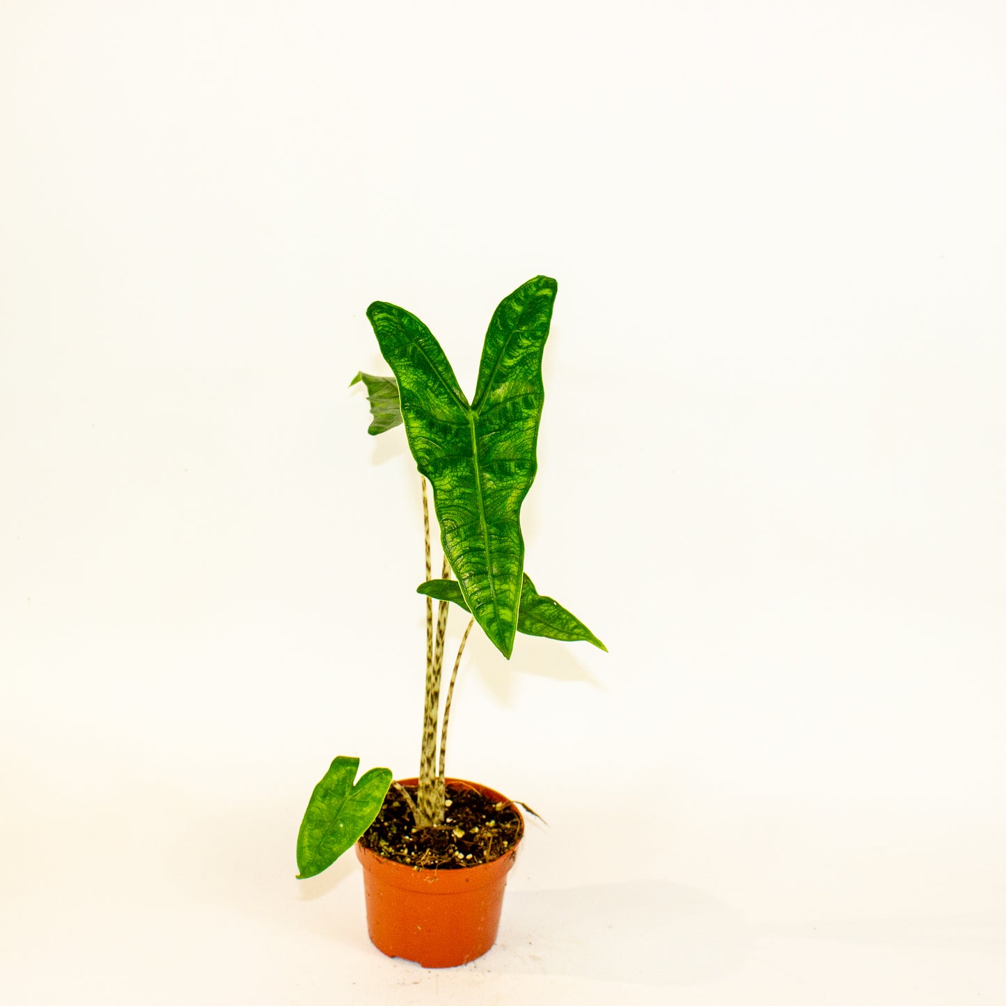 Alocasia Reticulata 10.5cm H15cm
