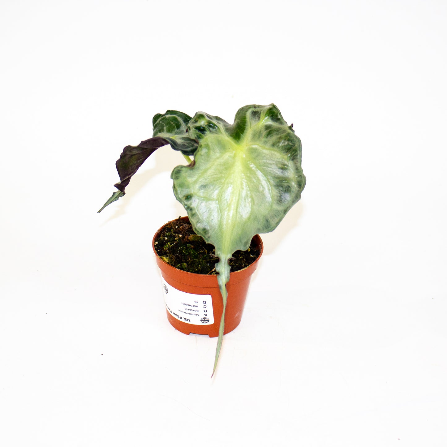 Alocasia Venom 8cm H12cm
