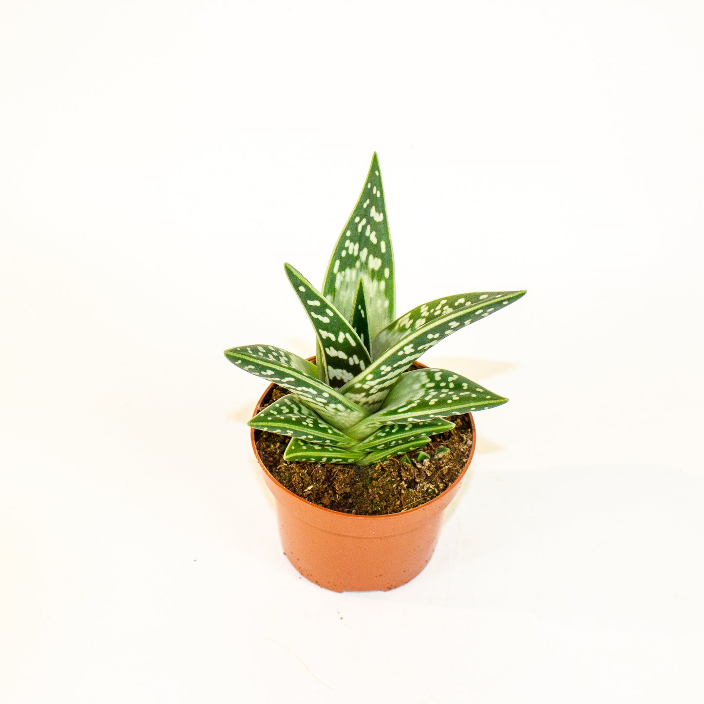 Aloe variegata 10.5cm H20cm