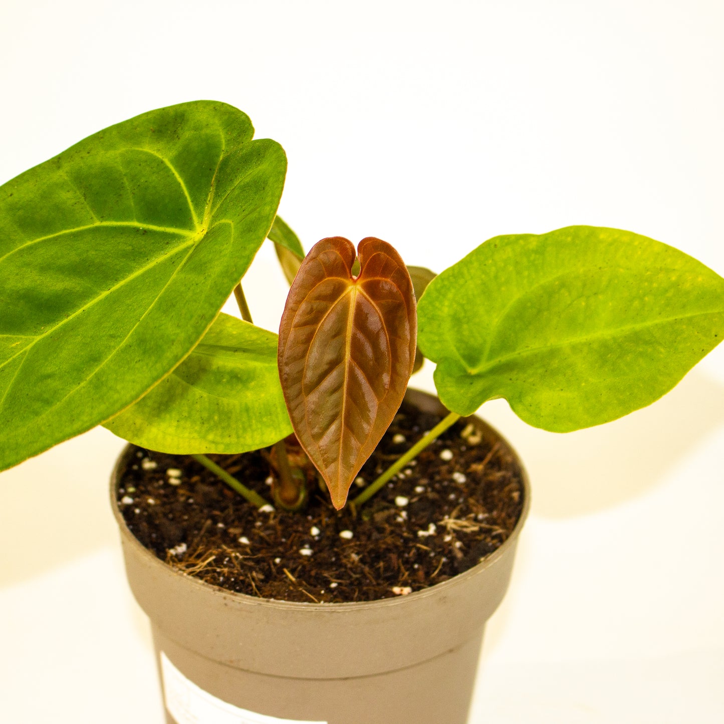 Anthurium King of Spades x Forgetill x Goliath 13cm H20cm