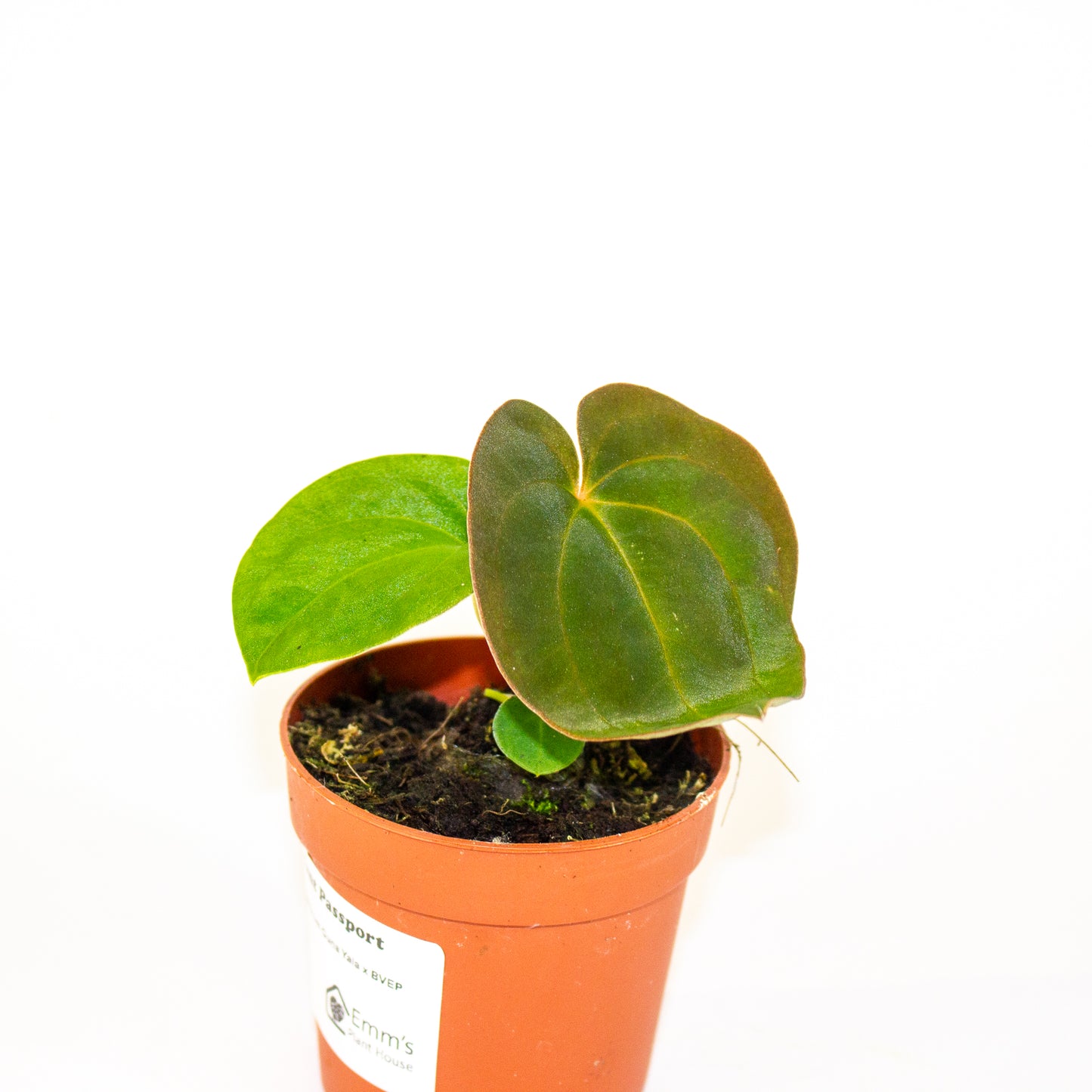 Anthurium Papillaminum Guna Yala x BVEP 7cm H15cm