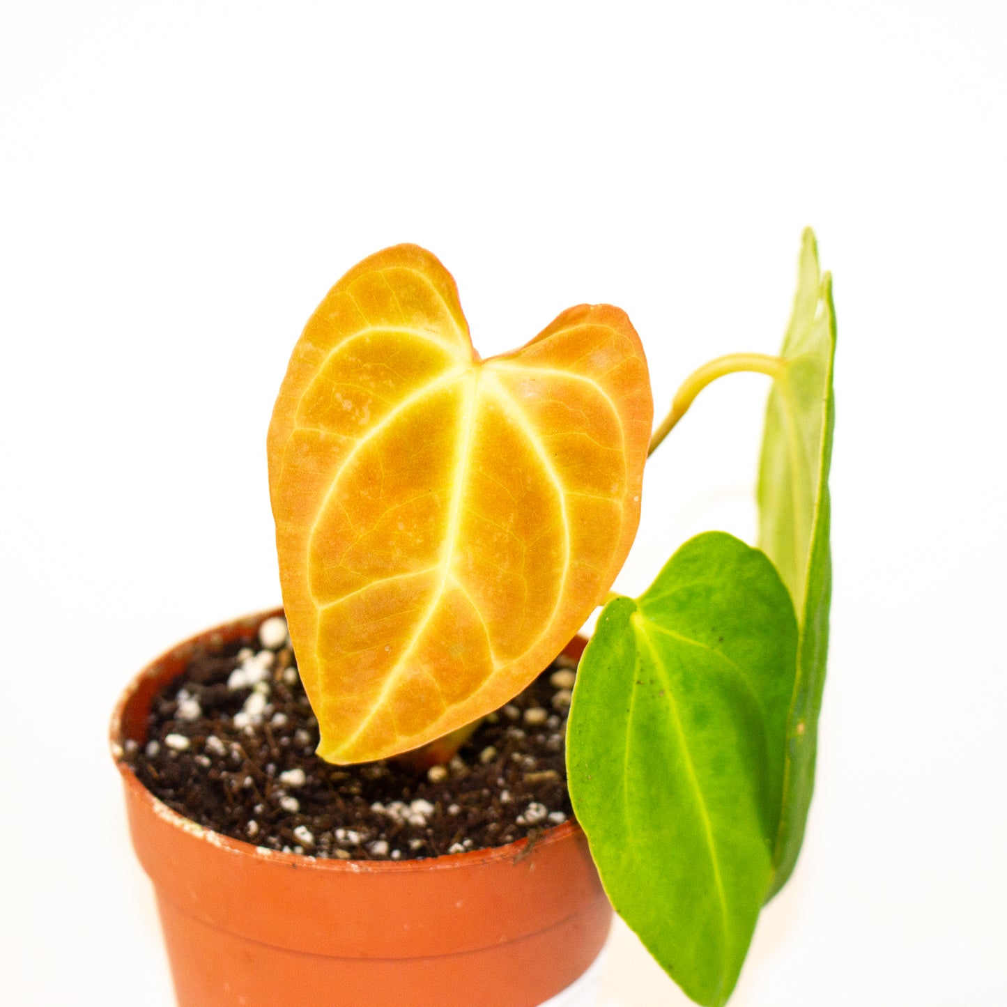 Anthurium Papillilaminum x Dark Phoenix 7cm H10cm