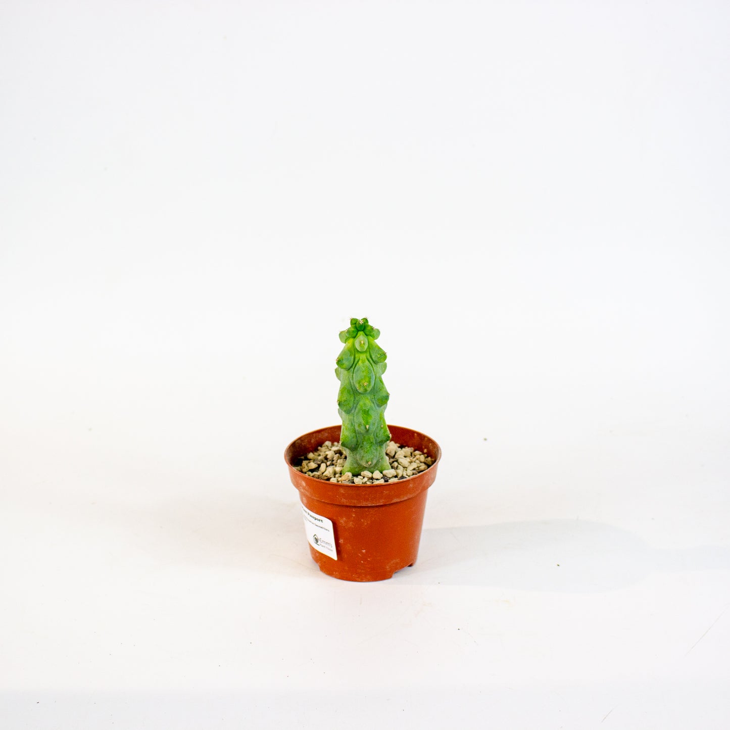 Booby Cactus - Myrtillocactus Geometrizans Fukurokuryuzinboku 10.5cm H15cm