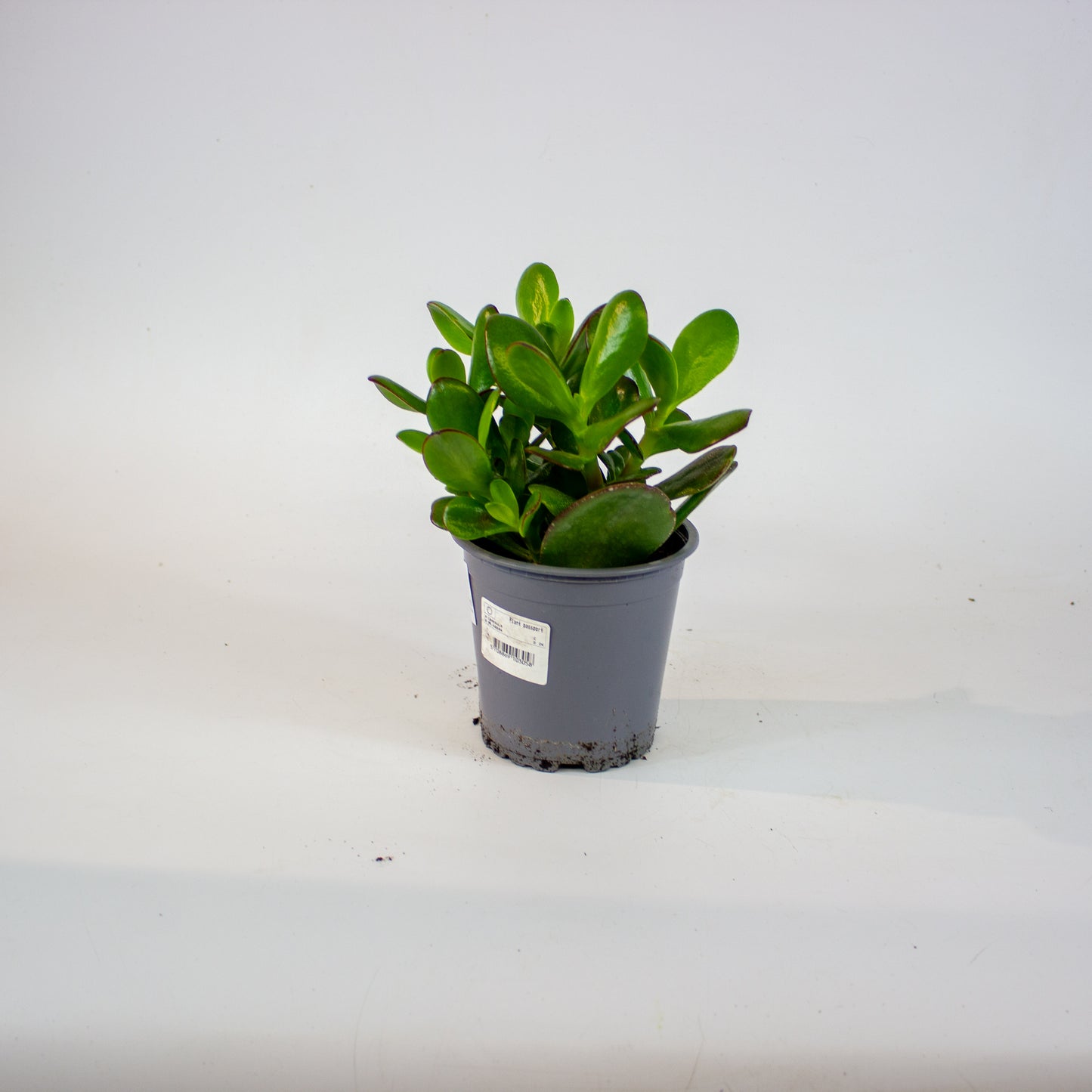 Crassula ovata 13cm H25cm