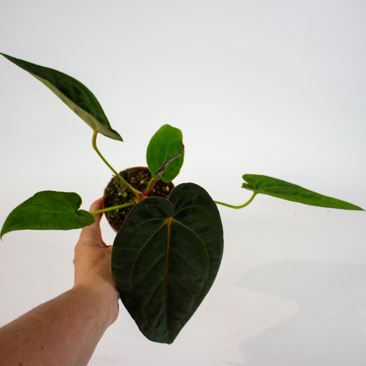 DocBlock Anthurium Michelle® X Red Velvet Cake® '24' X Goliath 9cm H20cm