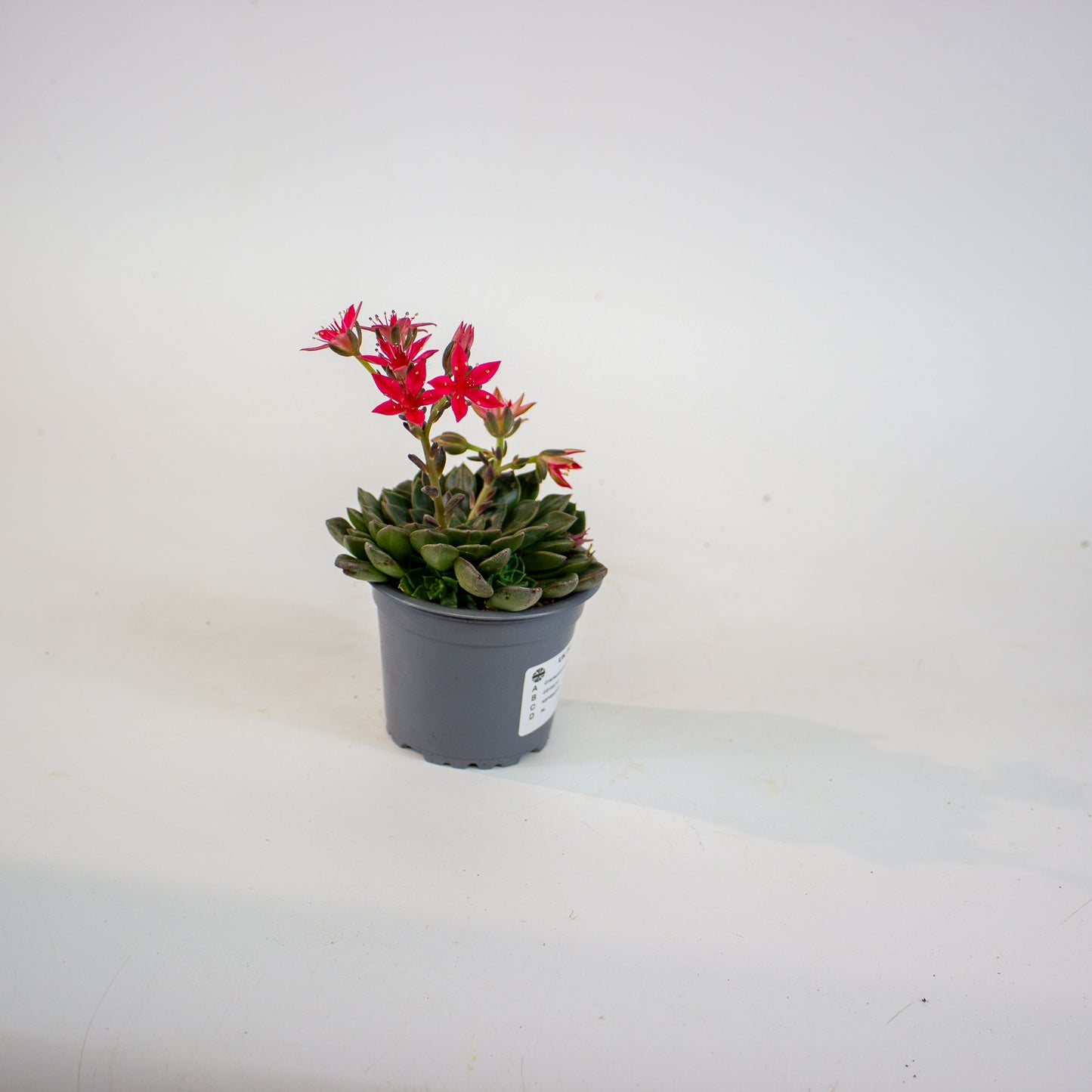 Graptopetalum bellum 9cm H12cm