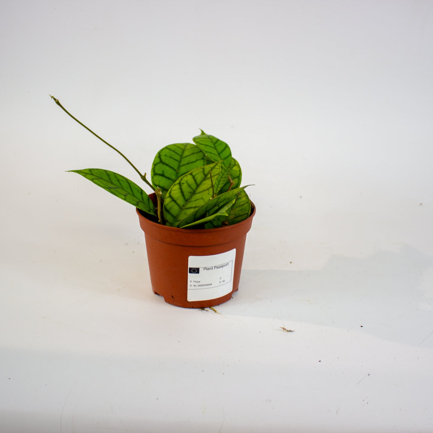 Hoya callistophylla 'KAL 16' 12cm H10cm