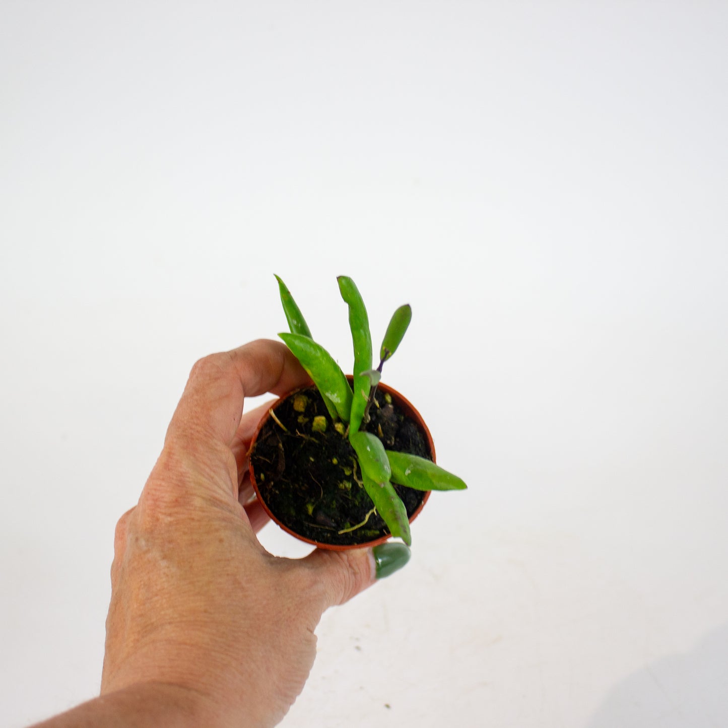 Hoya Loheri 6cm H8cm