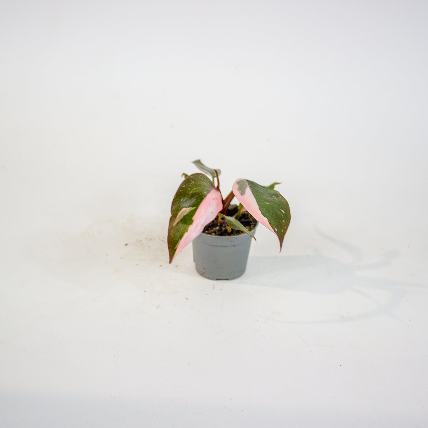 Philodendron Pink Princess 6cm H12cm