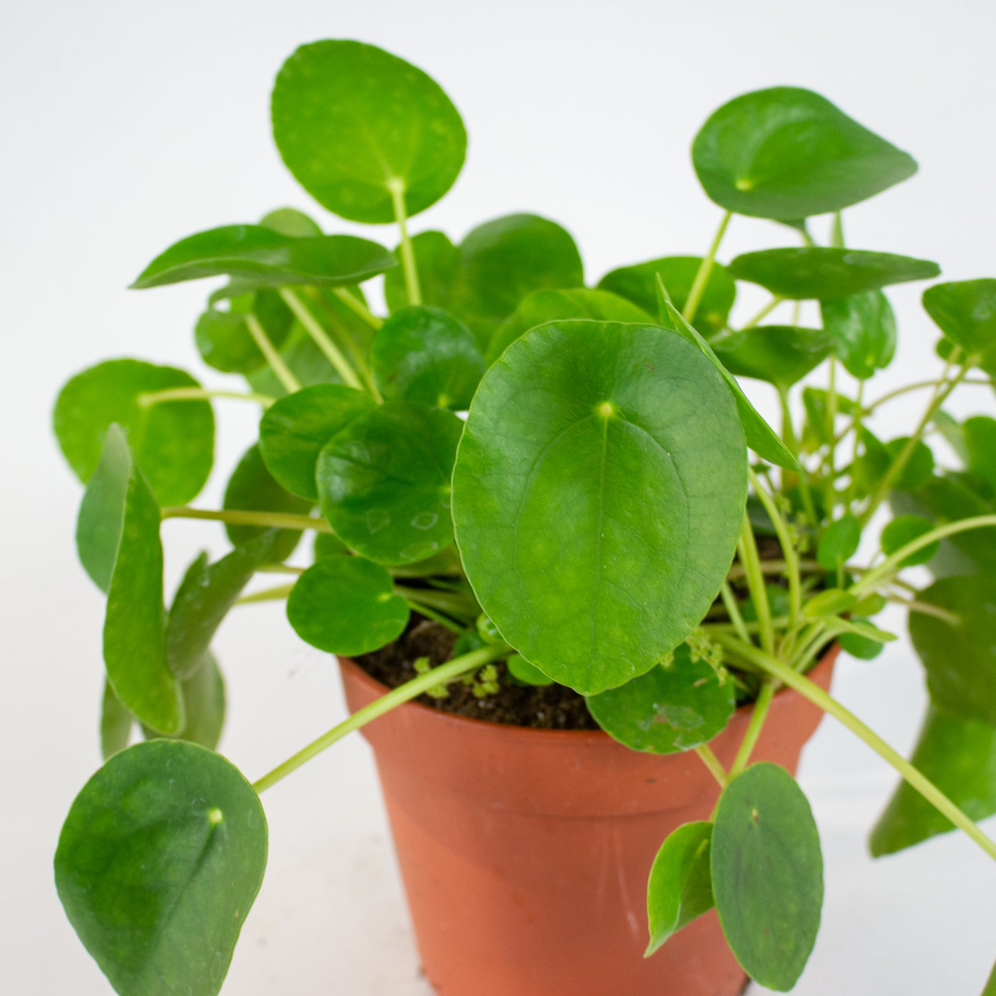 Pilea peperomioides 15cm H25cm