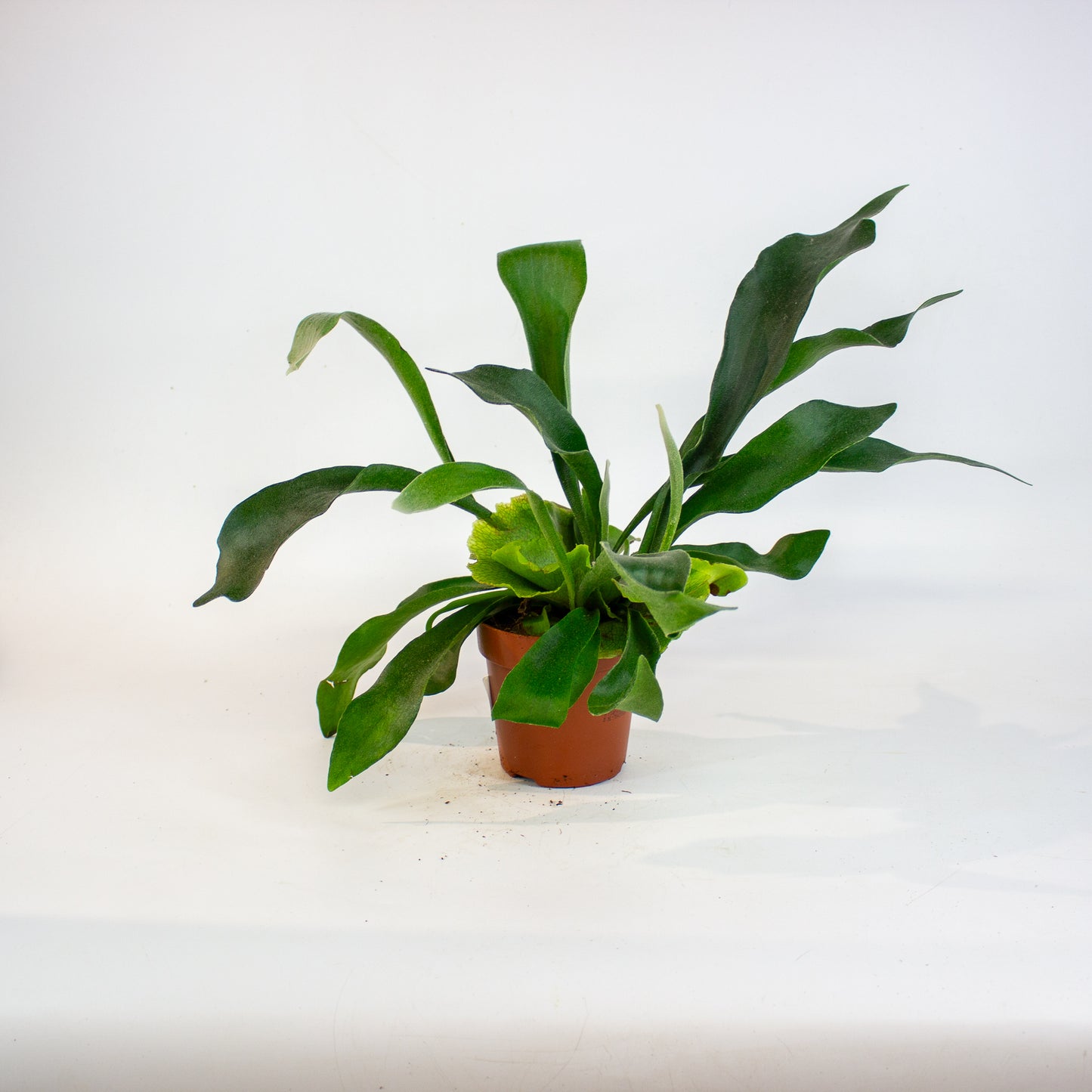 Platycerium bifurcatum 12cm H45cm